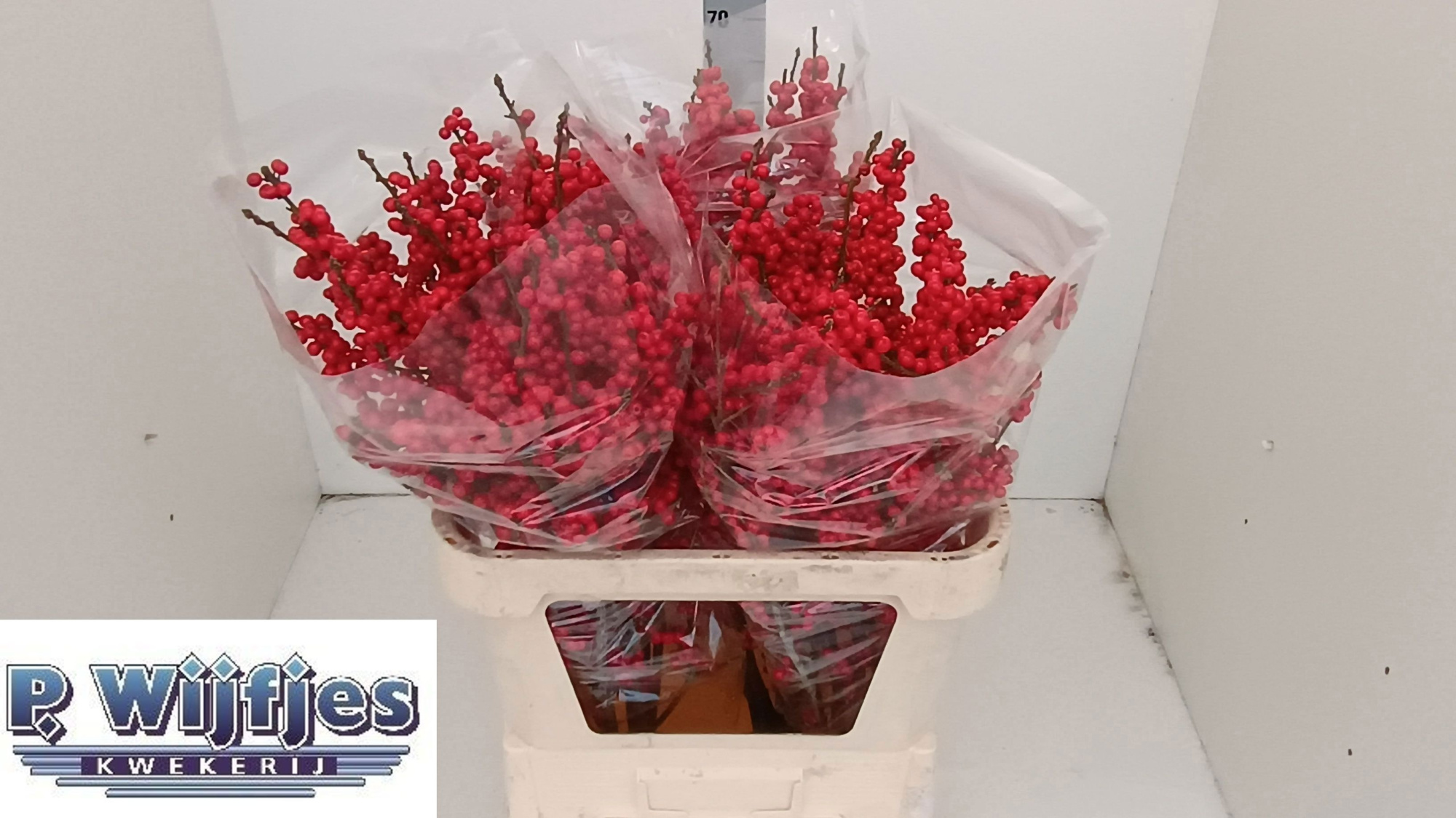 Илекс Красные ягоды 80, шт.