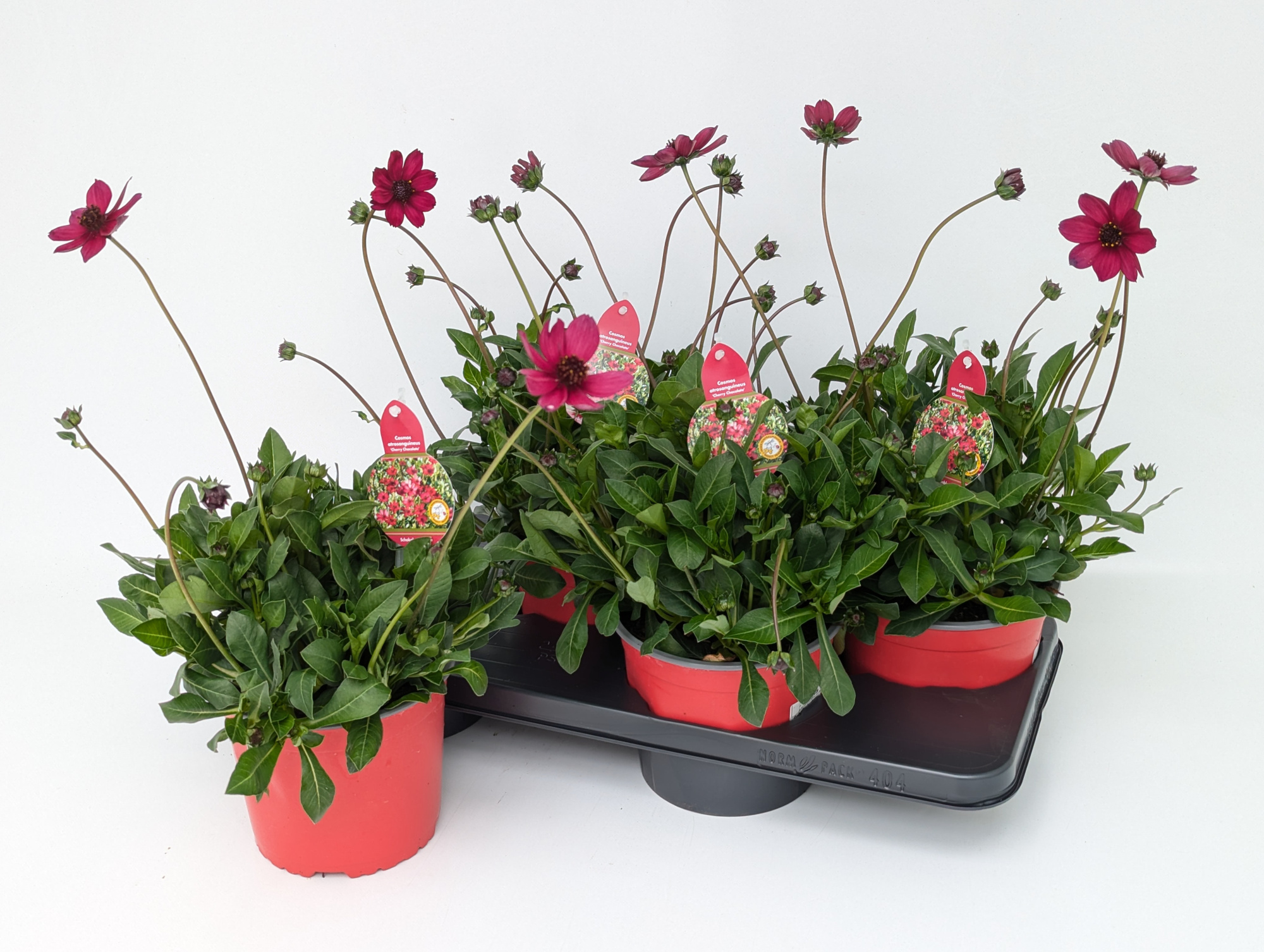 Cosmos Cherry Chocolate T17 - NEUE SORTE, D 17