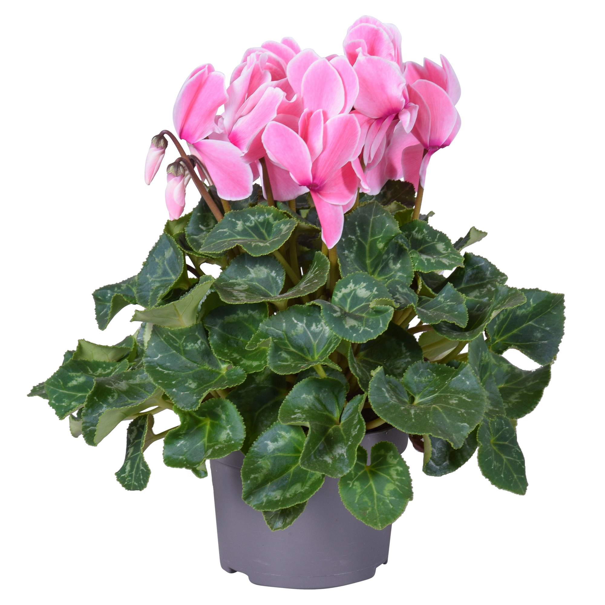 Cyclaam grootbl gevlamd, D 13