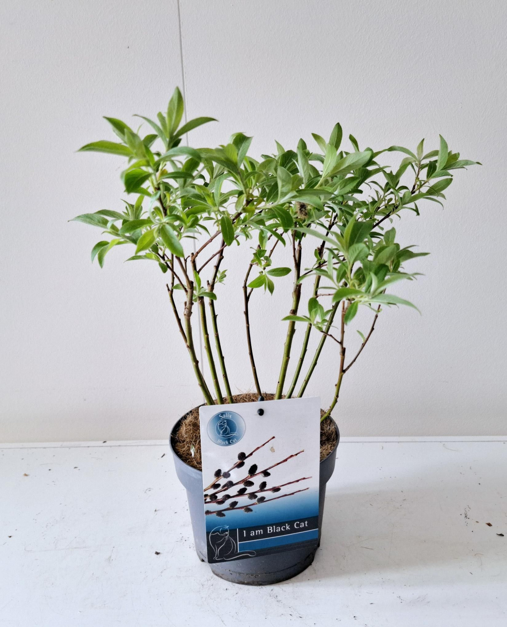 Salix Kurome bush P17, D 17 cm