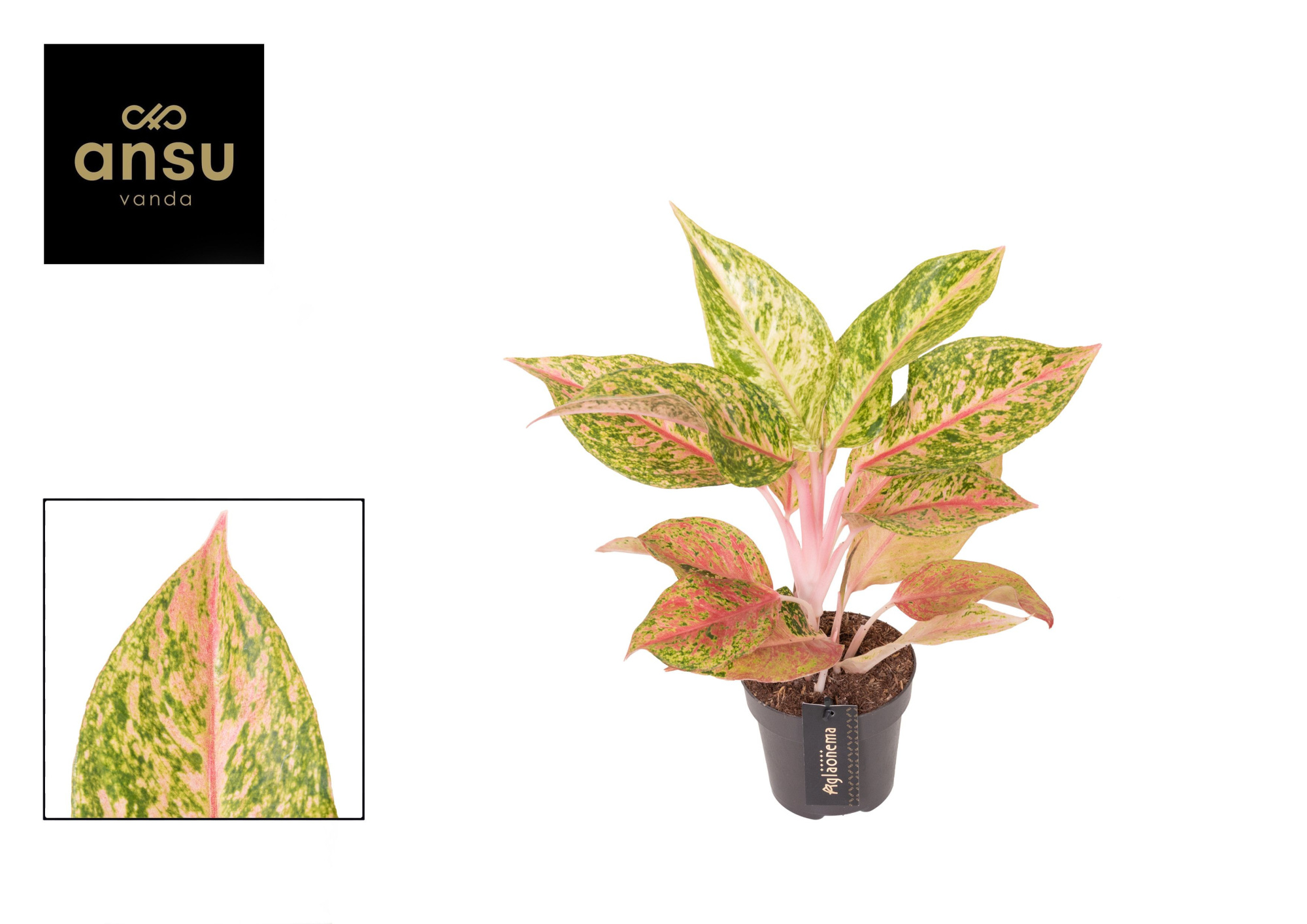 Aglaonema Pomegranate Tea, D 12 cm