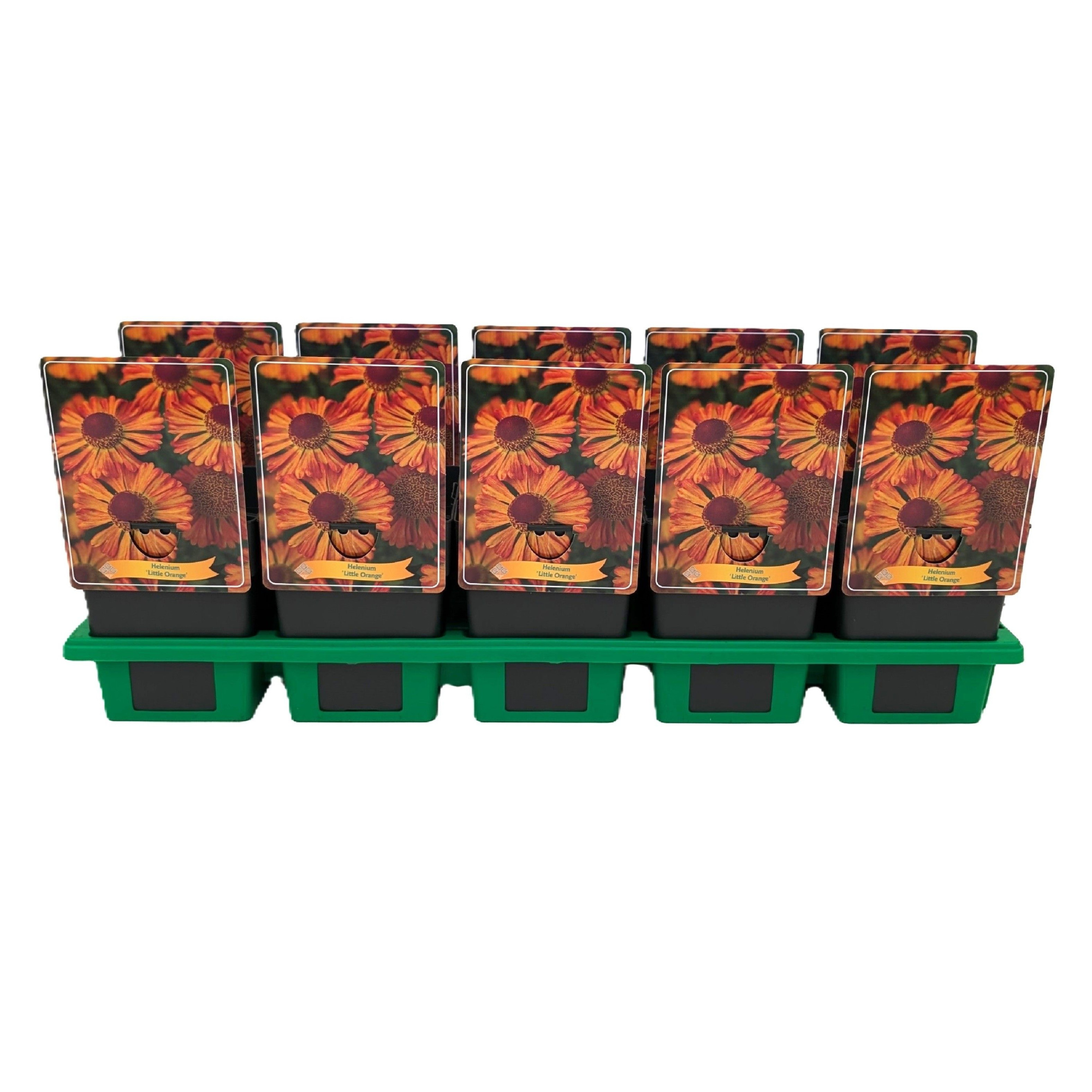 Helenium 'Little Orange' P11, D 11