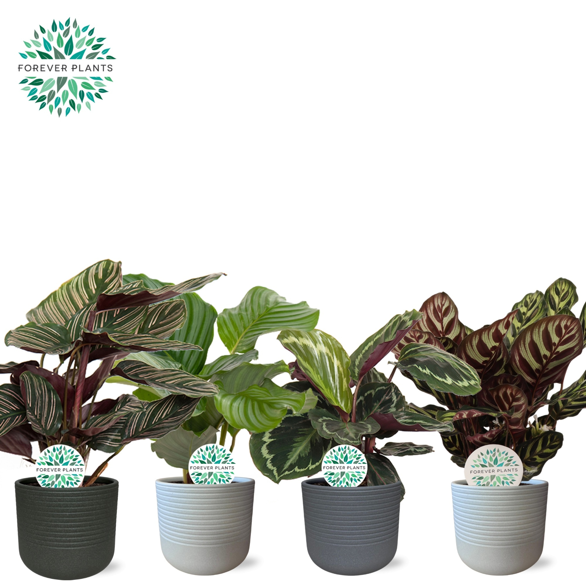 Calathea Gemengd p14 in VIVIAN Keramiek PEAT FREE, D 14