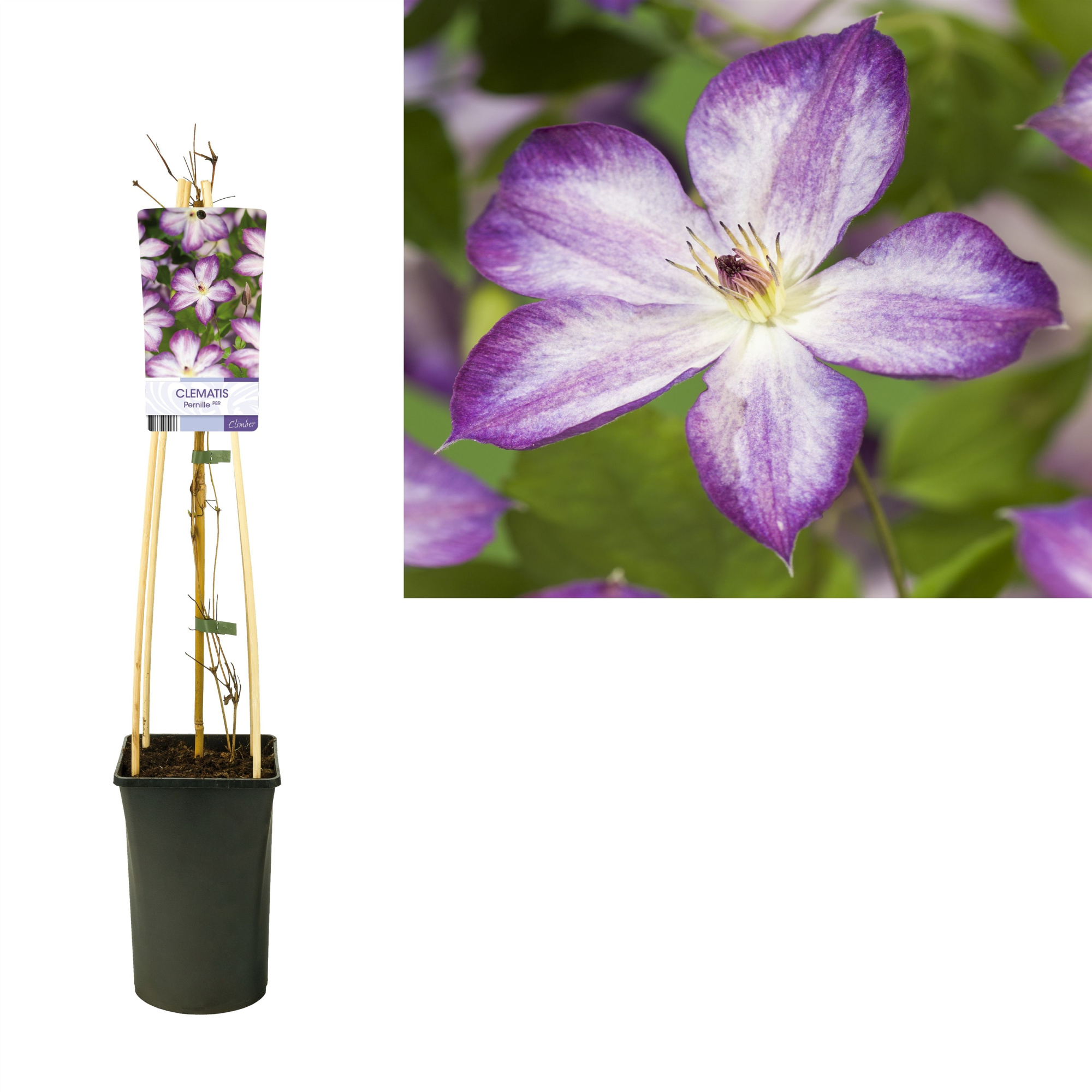 Clematis Pernille PBR +light label, D 17 cm