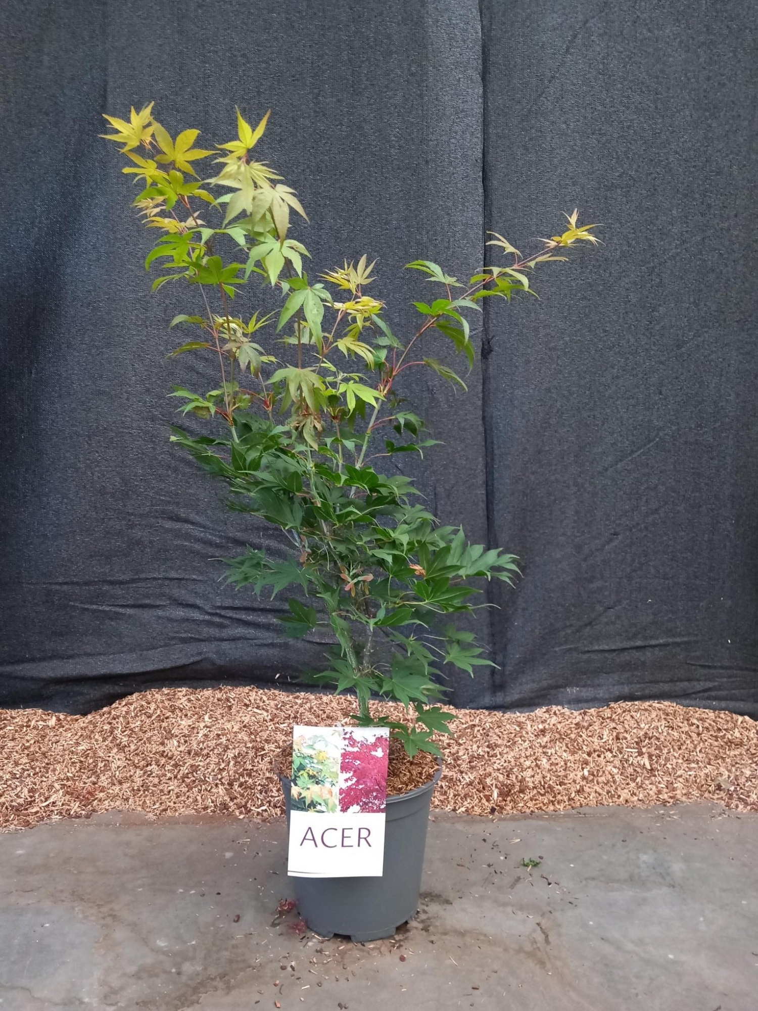 Acer palmatum Osakazuki, D 24 cm