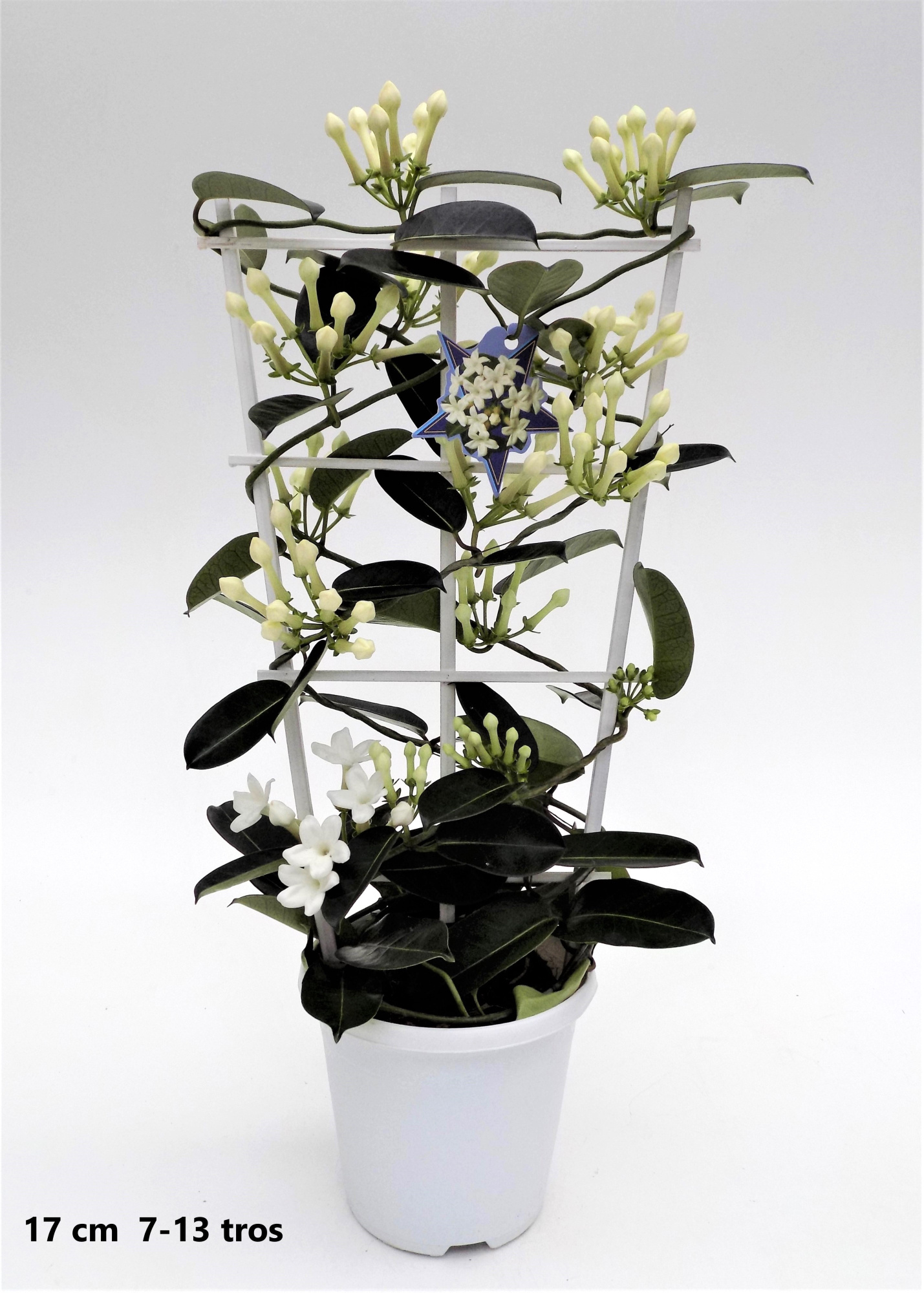 Stephanotis Grande 17cm 7-13, D 17