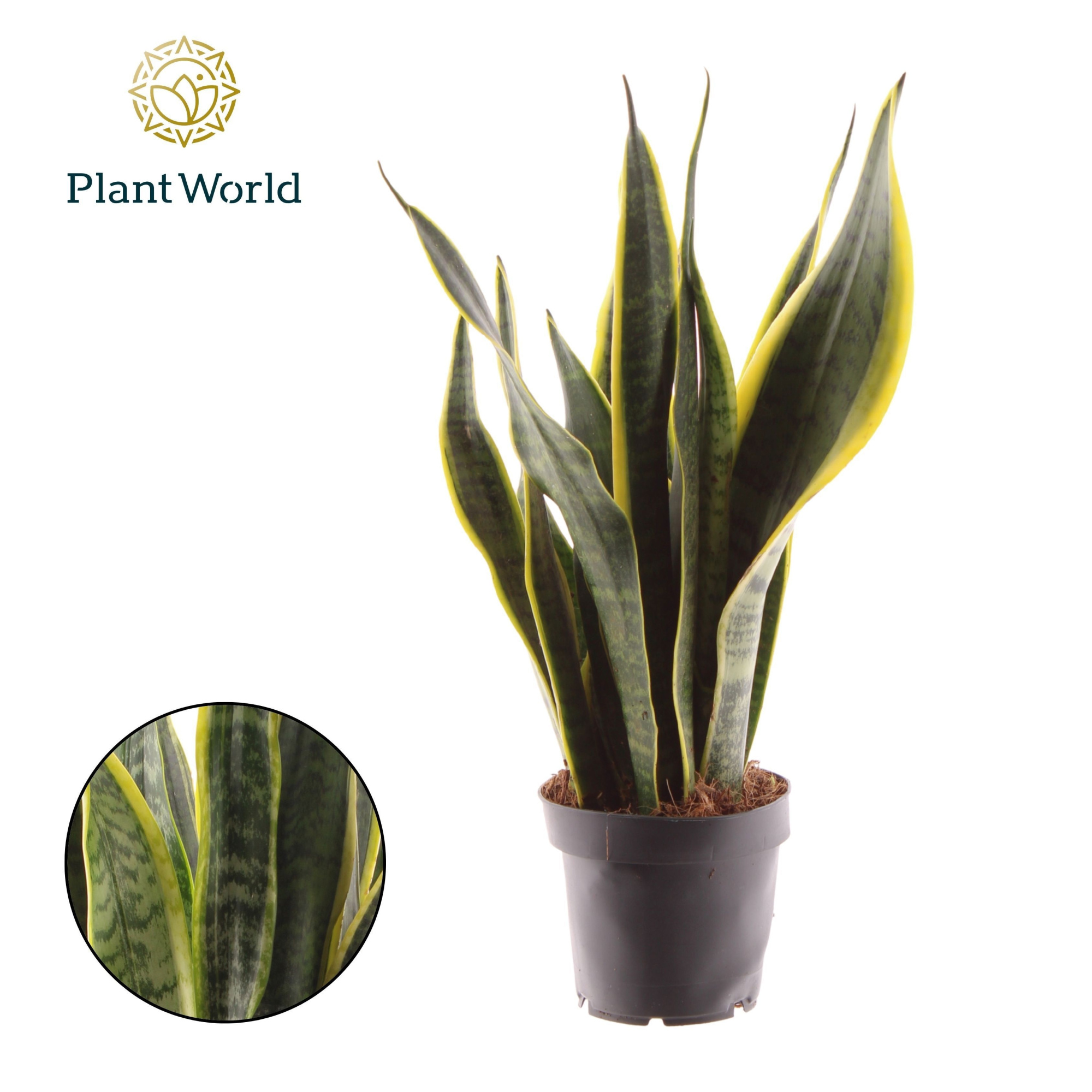 Sansevieria Laurentii, D 12