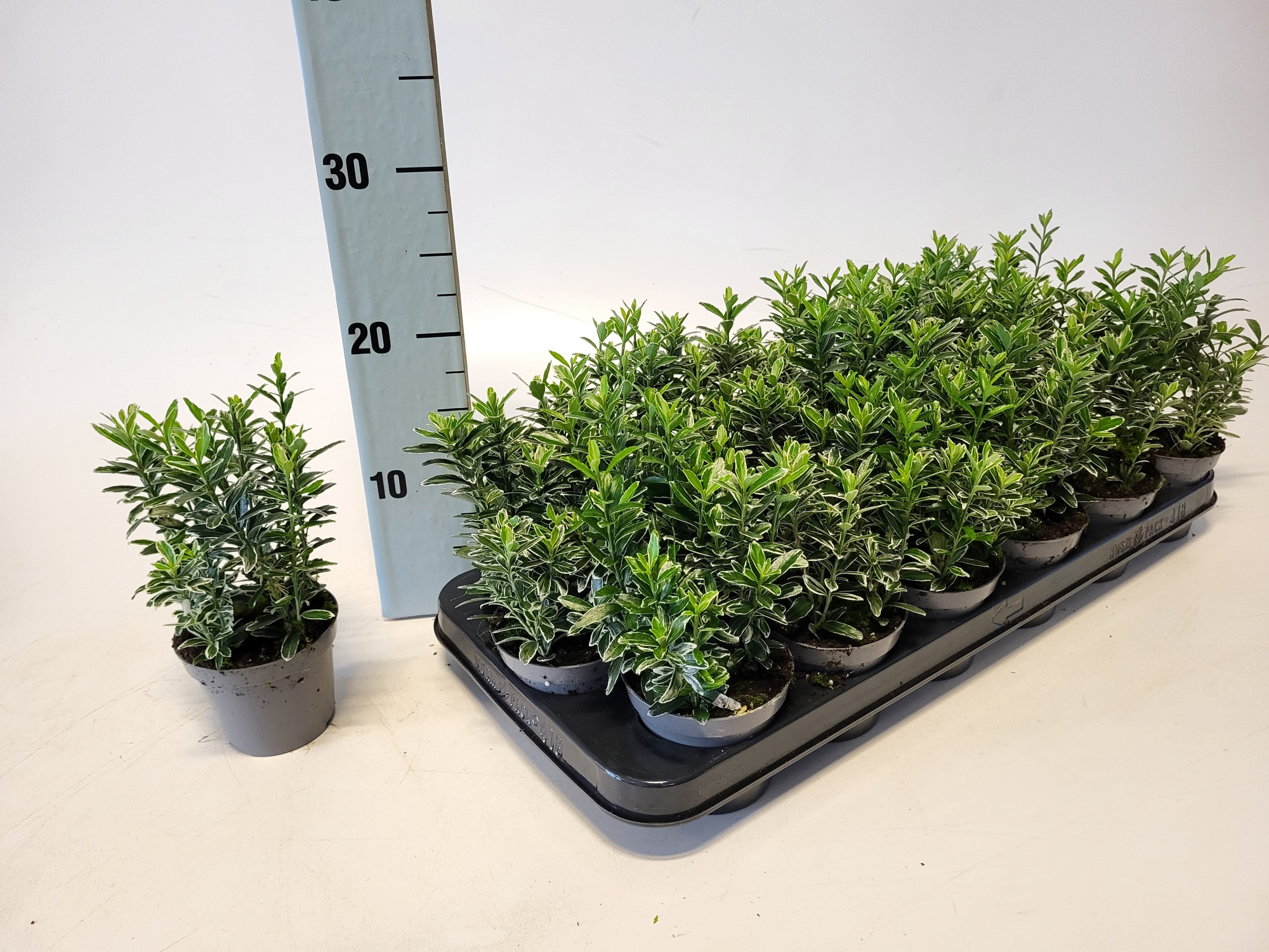 Euonymus jap. Micro albovariegatus 9 cm, D 9