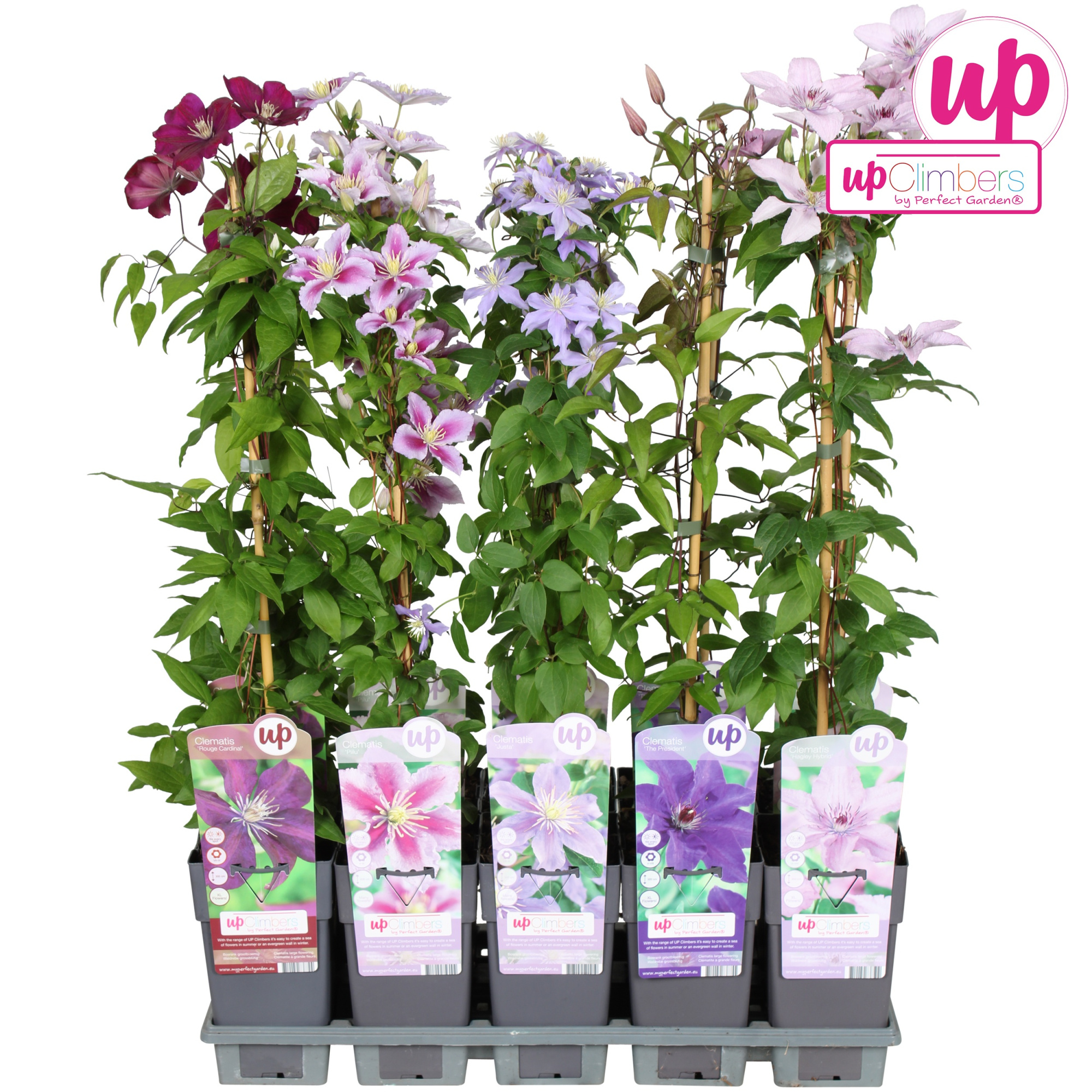 Clematis mix tray grootbloemig P15, D 15 cm