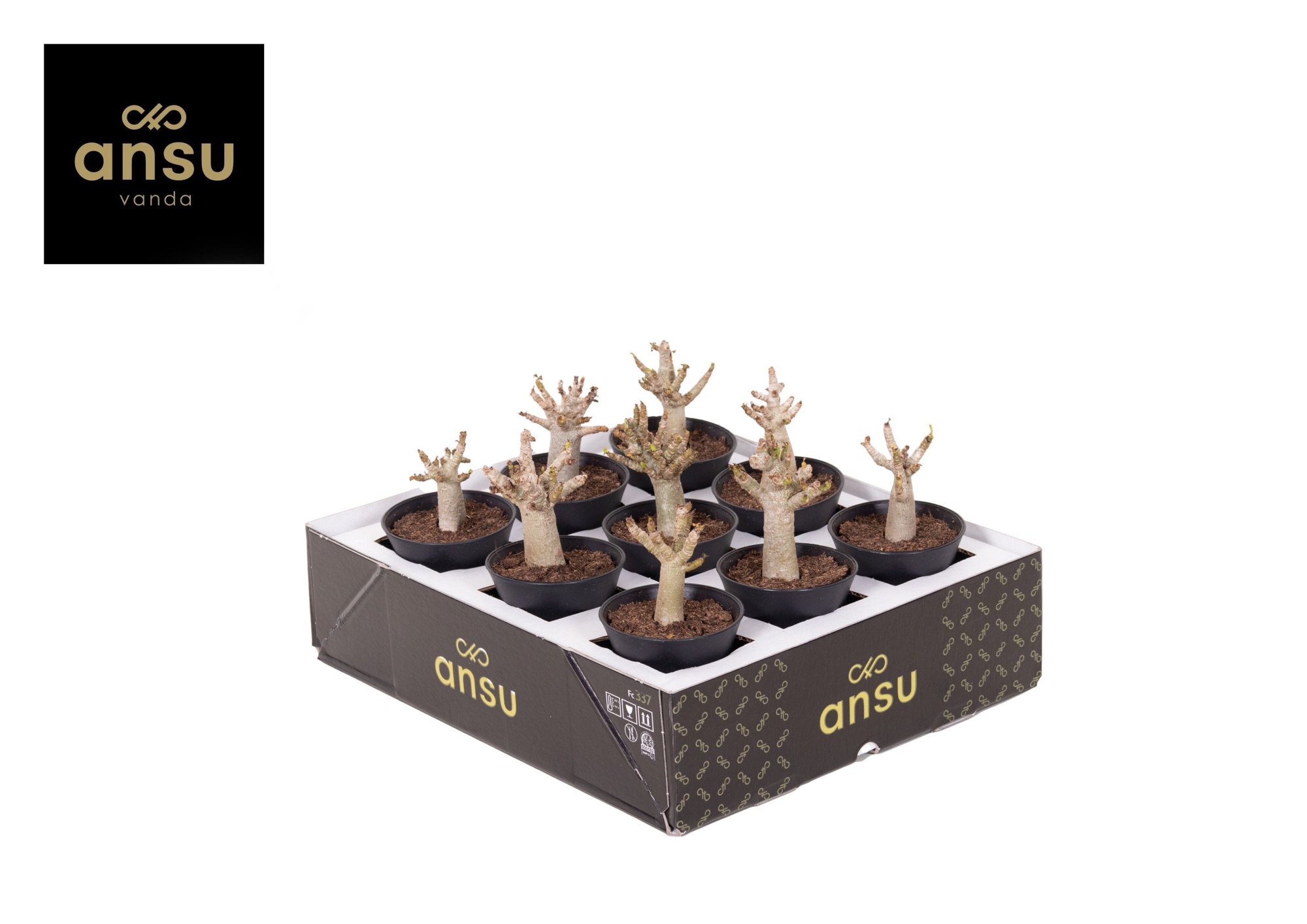 Adenium "Ansu" Baobab in sierpot, D 7,5