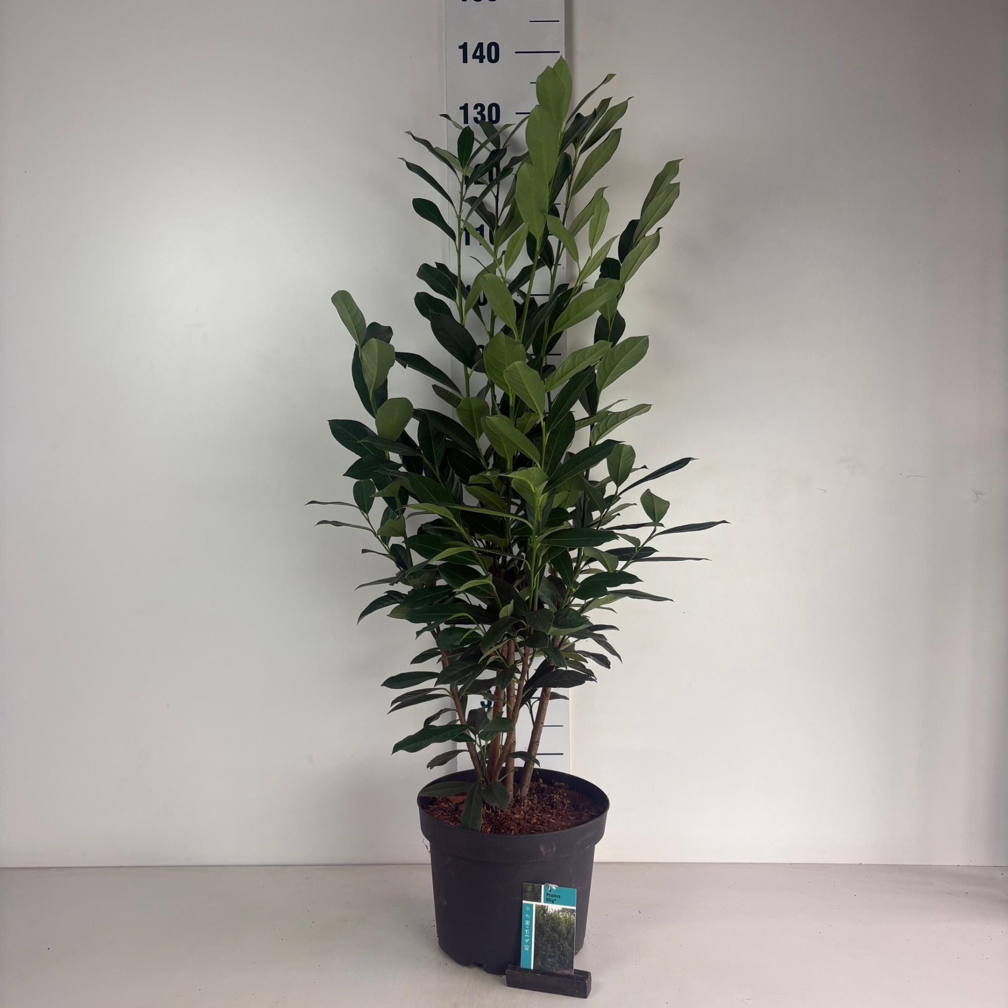 Prunus l. Elly, D 29 cm