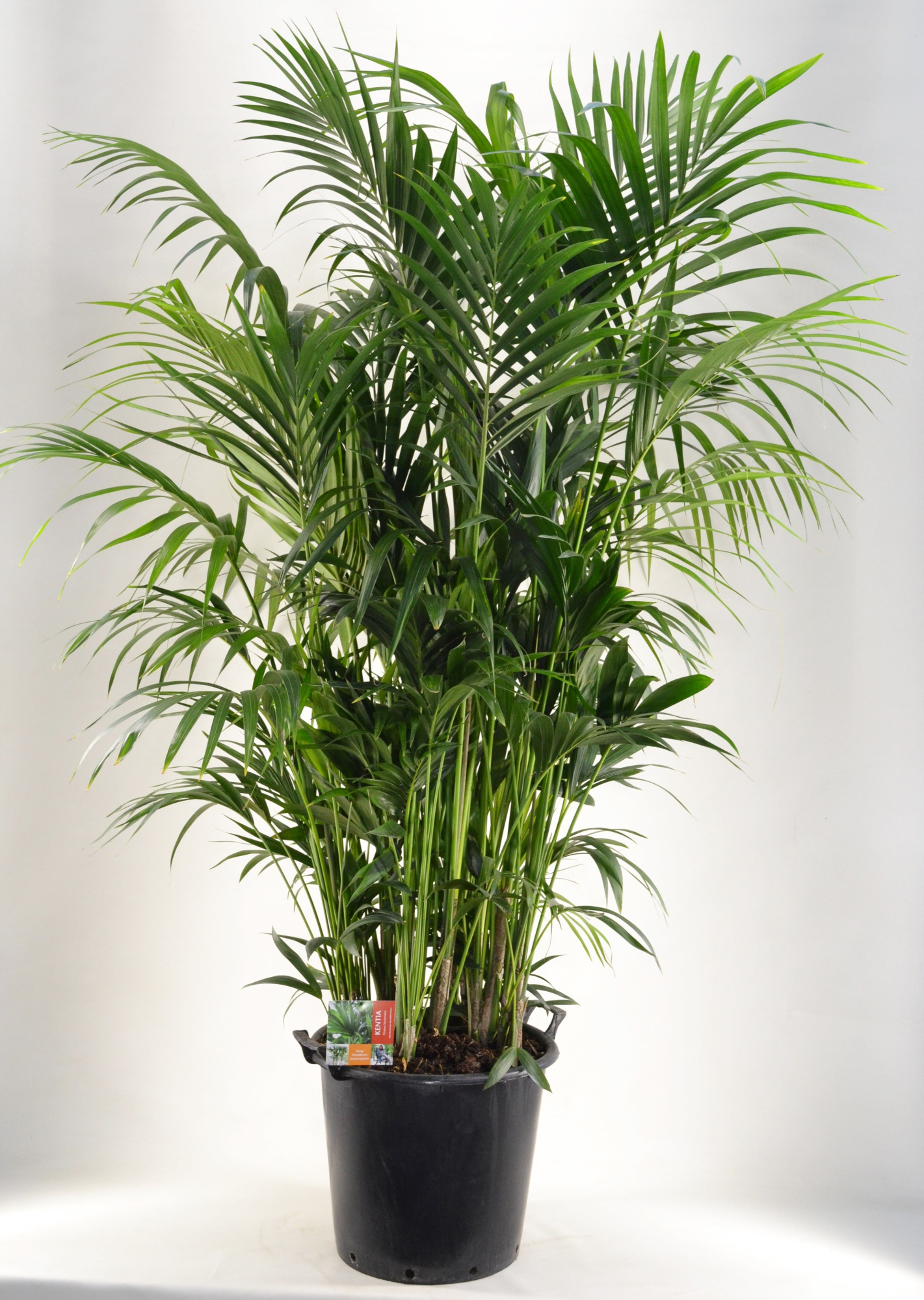 KENTIA - P44 H210 - 20PP (Howea forsteriana), D 44