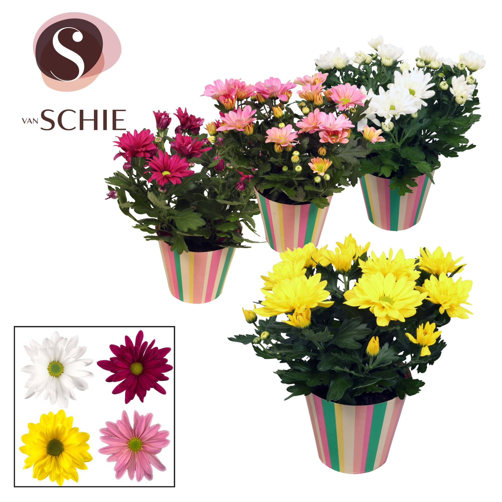 Ch Margarita Mix Potcover STRIPES, D 13