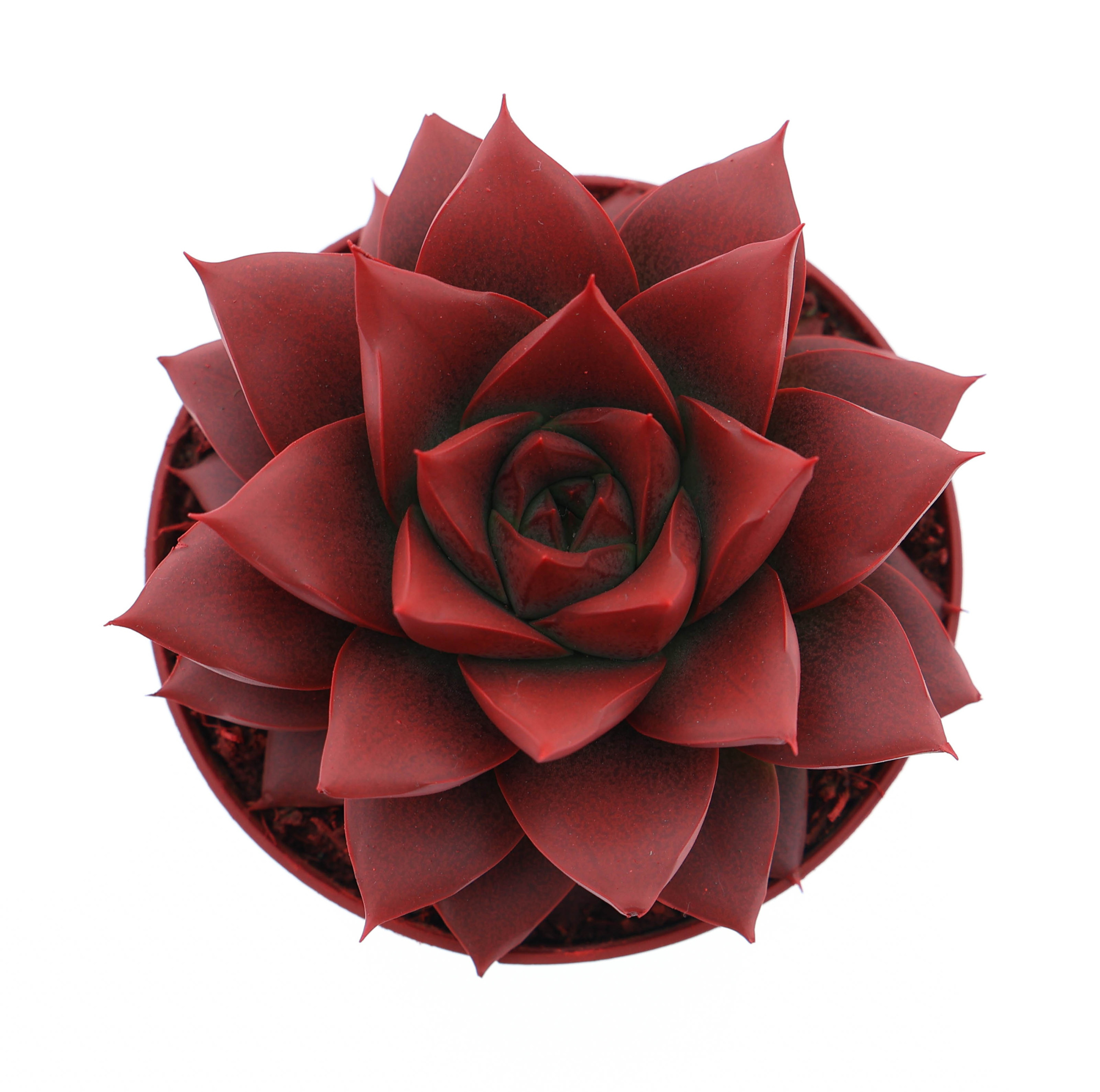 Rainbow purper red, D 8,5 cm