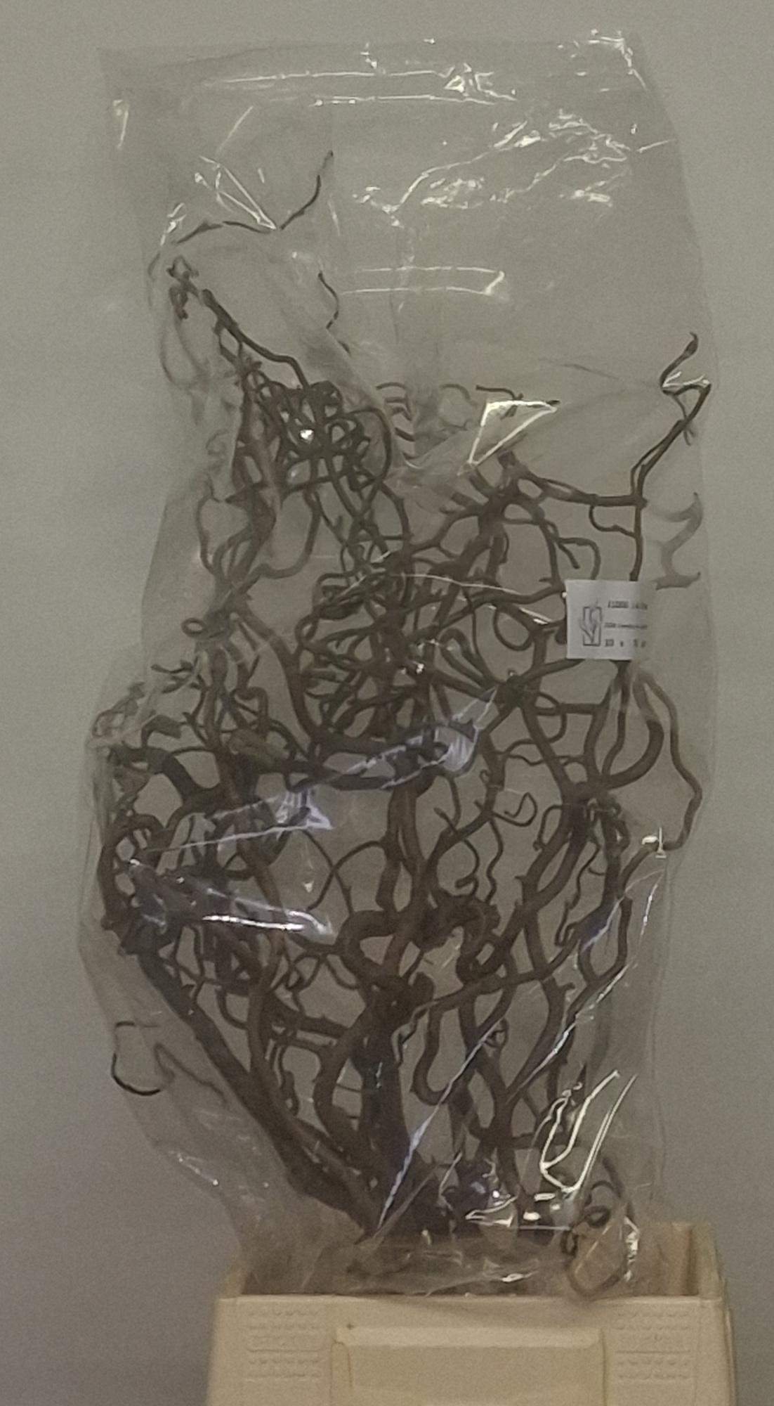 Корилус Конторта 70, шт.