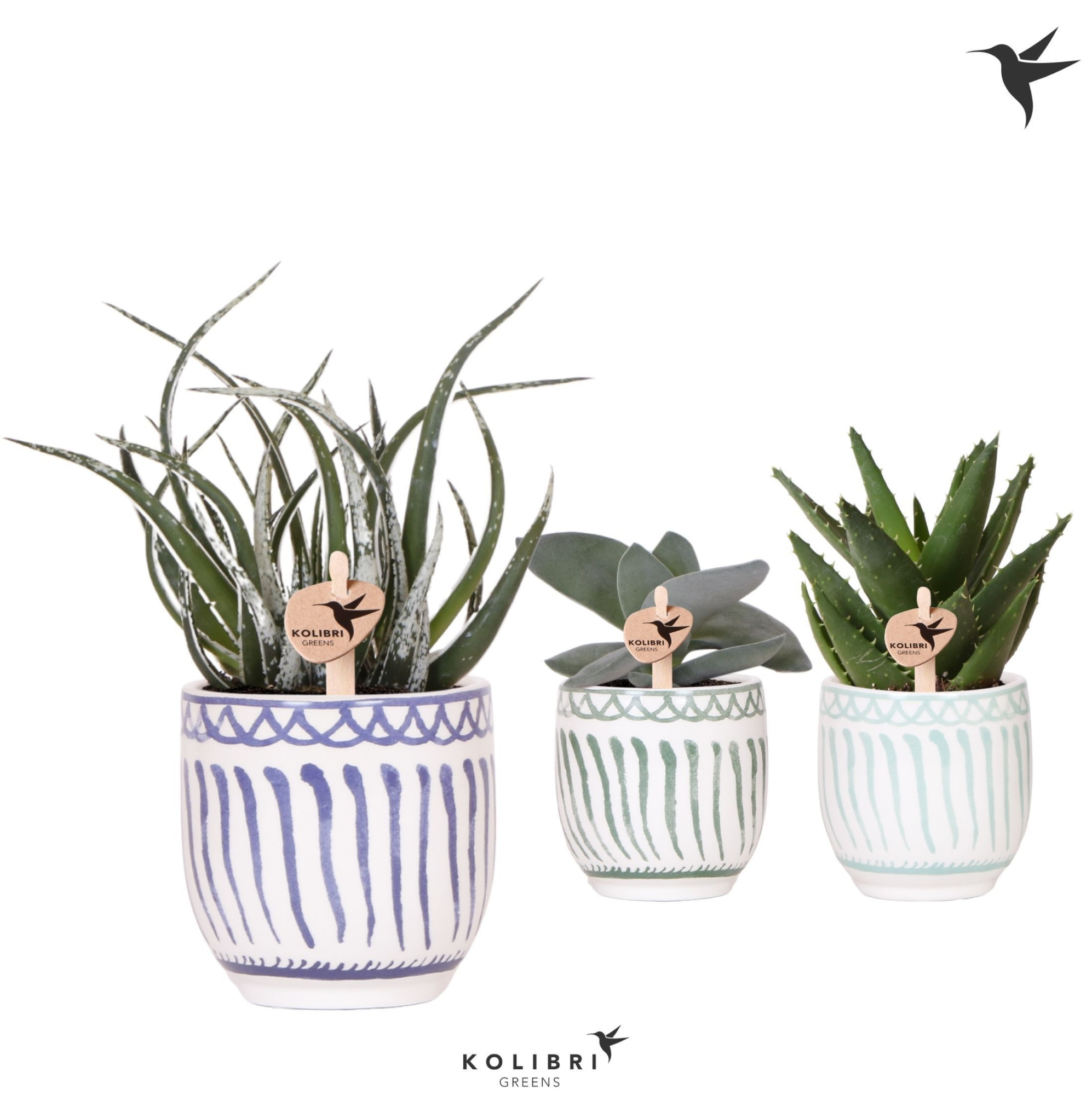 Kolibri Greens Succulenten mix in Granada pot blue mix, D 9 cm