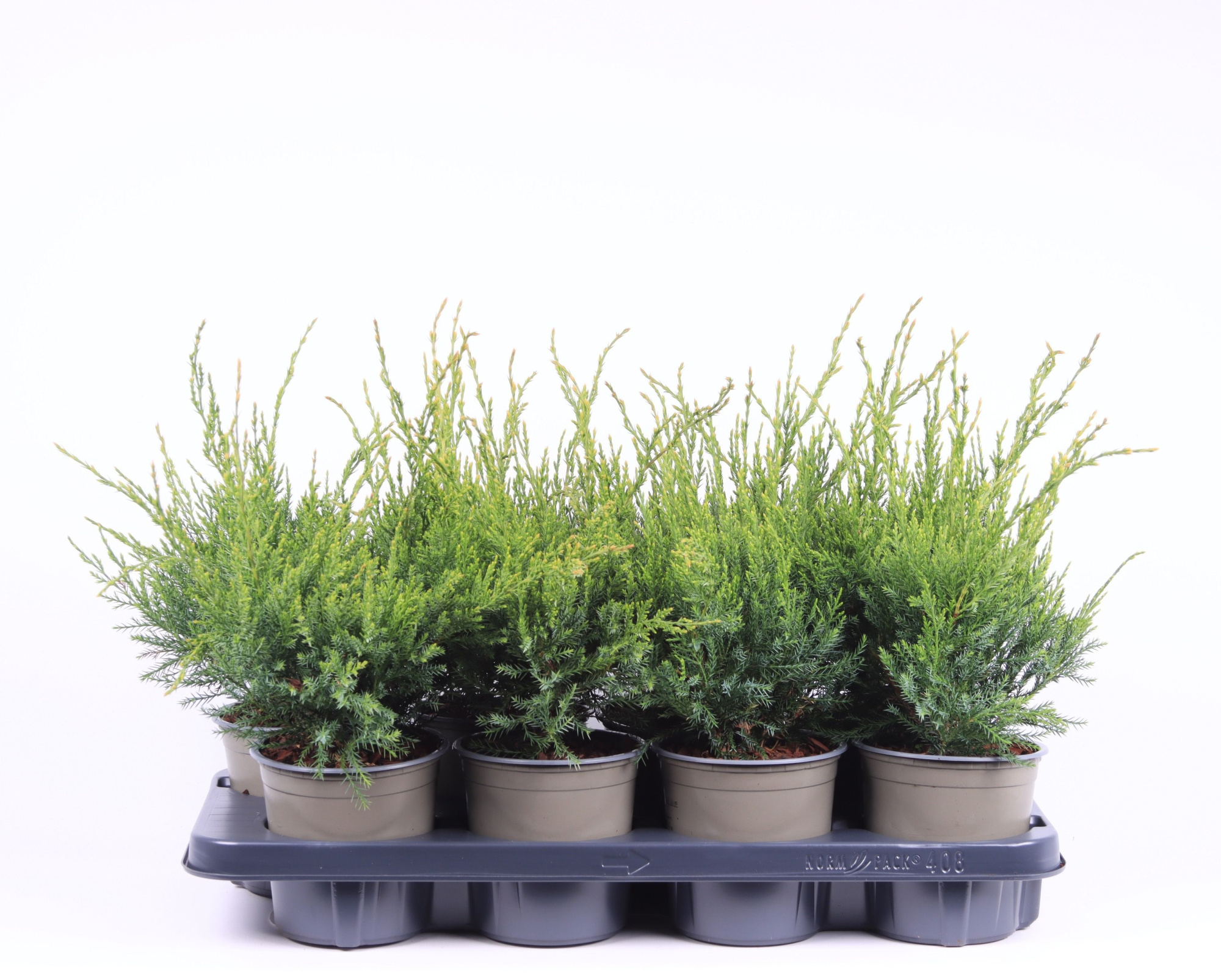 Juniperus x pfitzeriana 'Mint Julep', D 13 cm