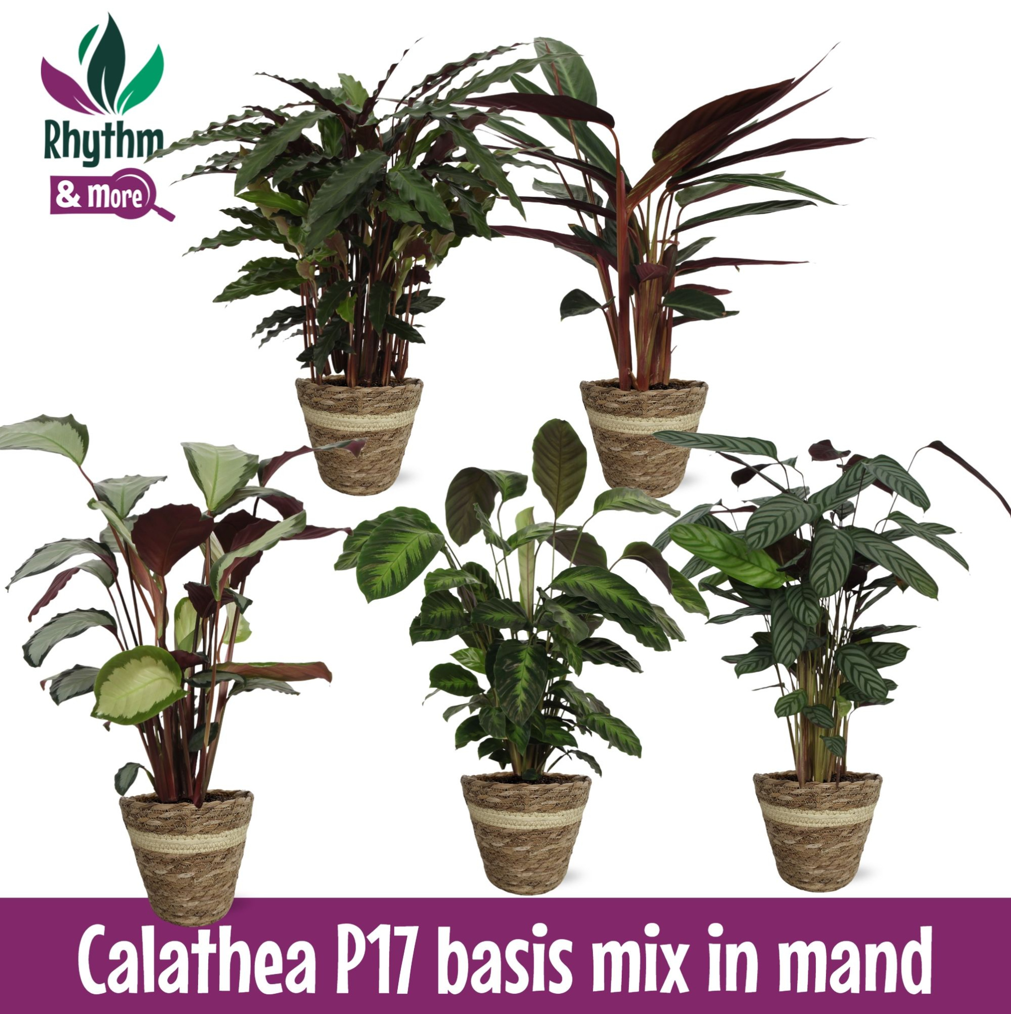 Calathea Mix 17cm in Mand, D 17 cm