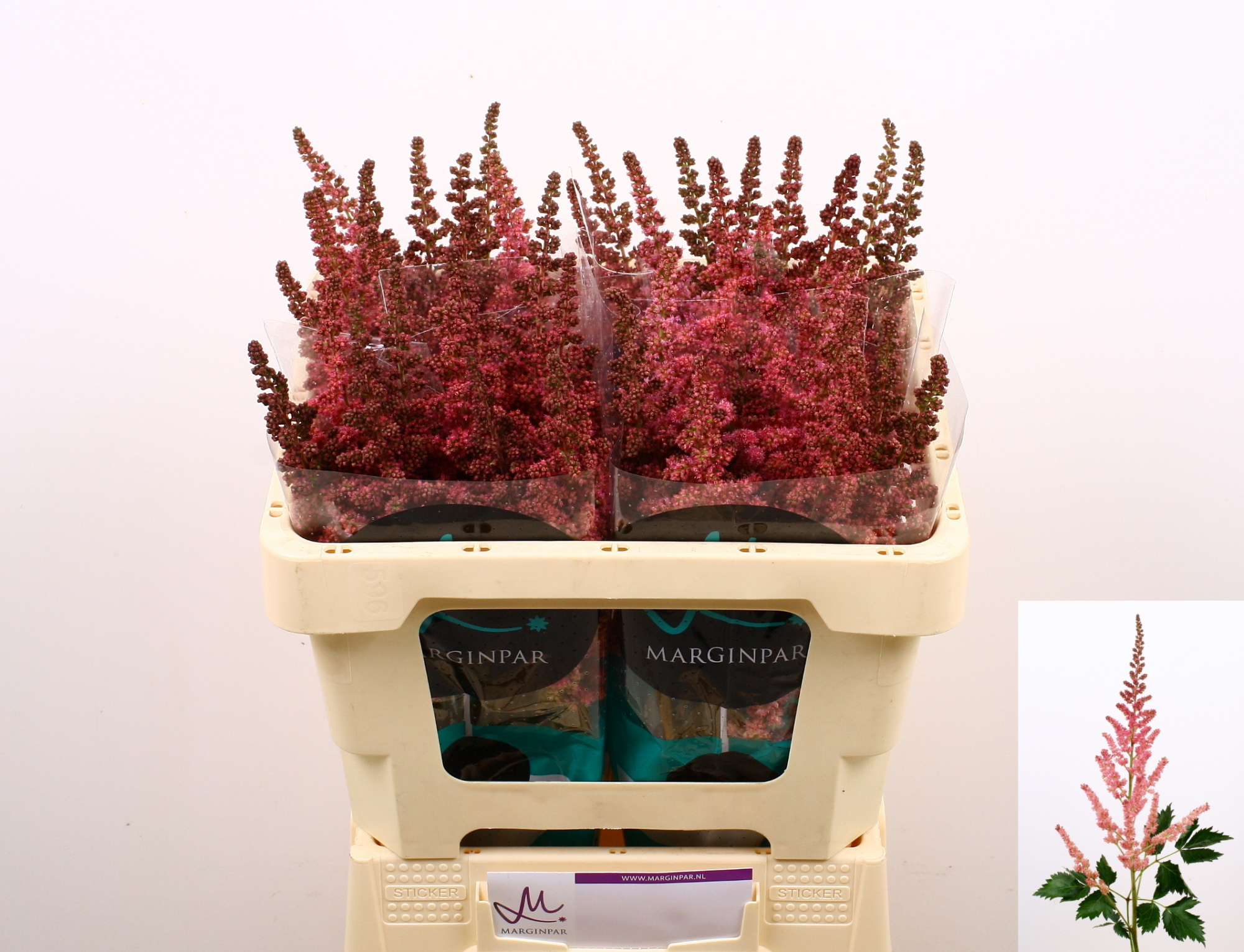 Астильба Вижн Ин Пинк 55, шт.