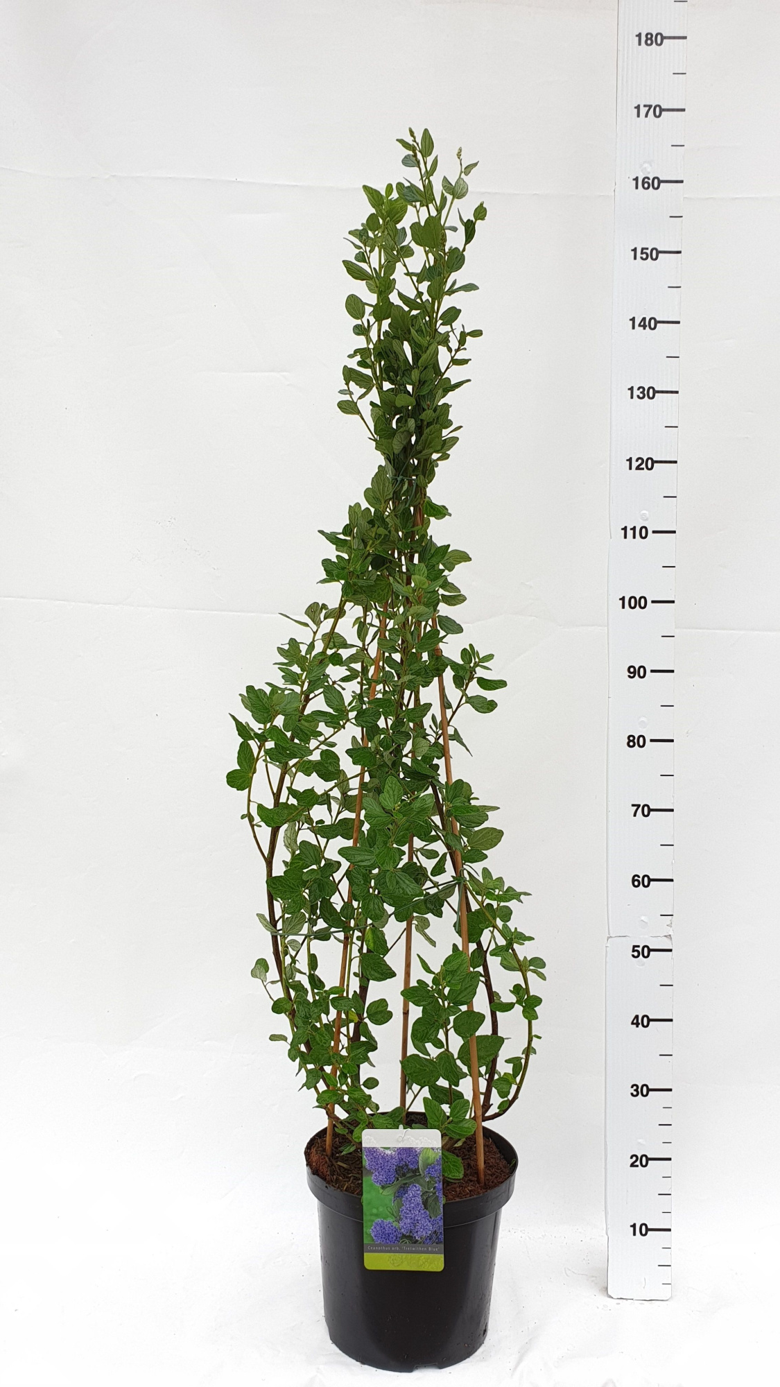 Ceanothus arboreus 'Trewithen Blue', D 30 cm