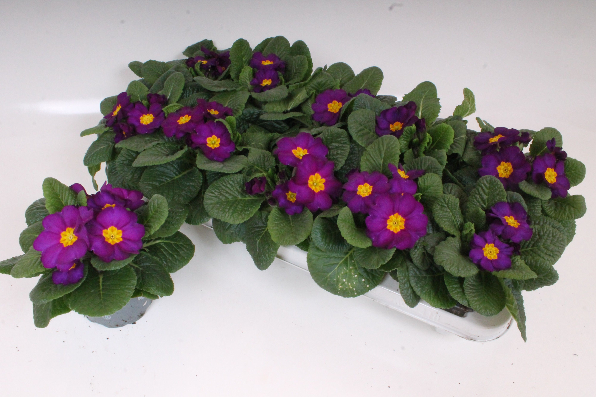 Primula Acaulis P10.5 - Purple, D 10 cm