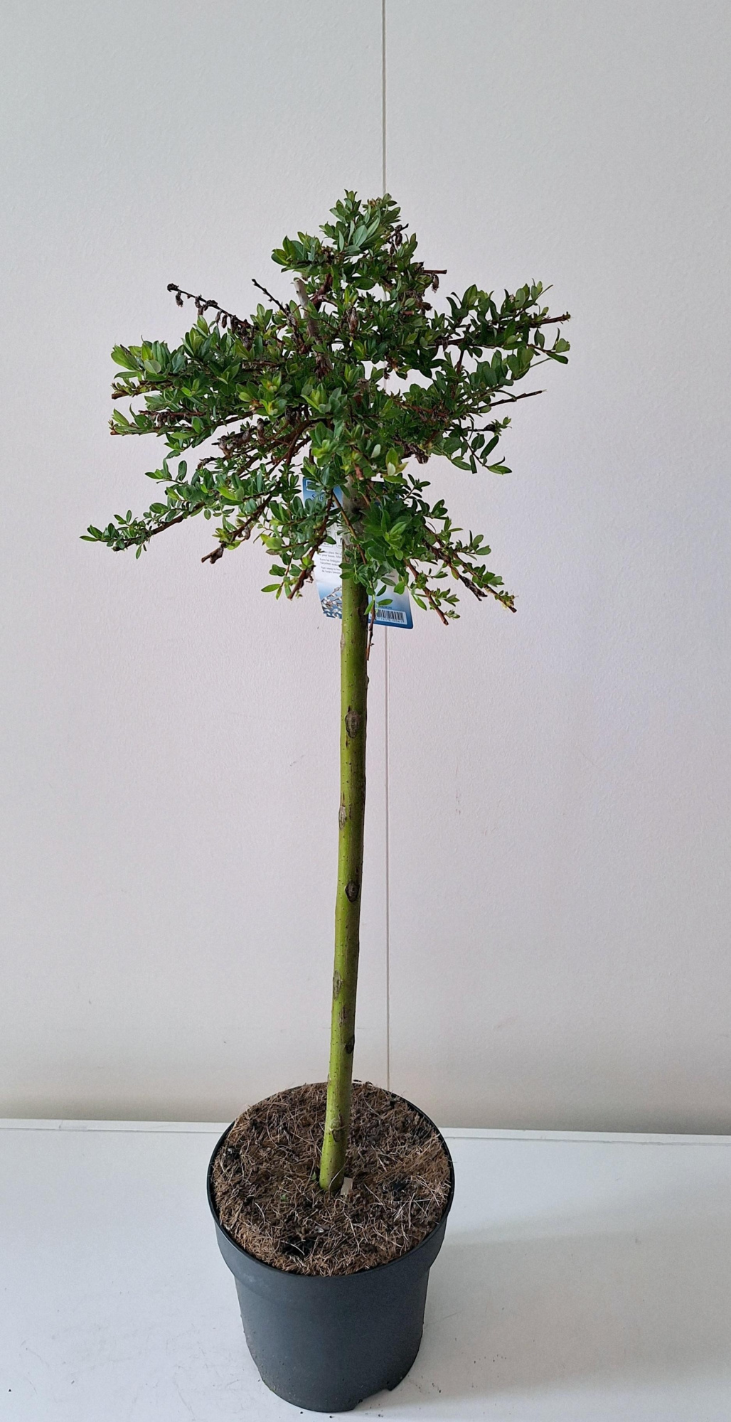 Salix Iona stam 60, D 19 cm