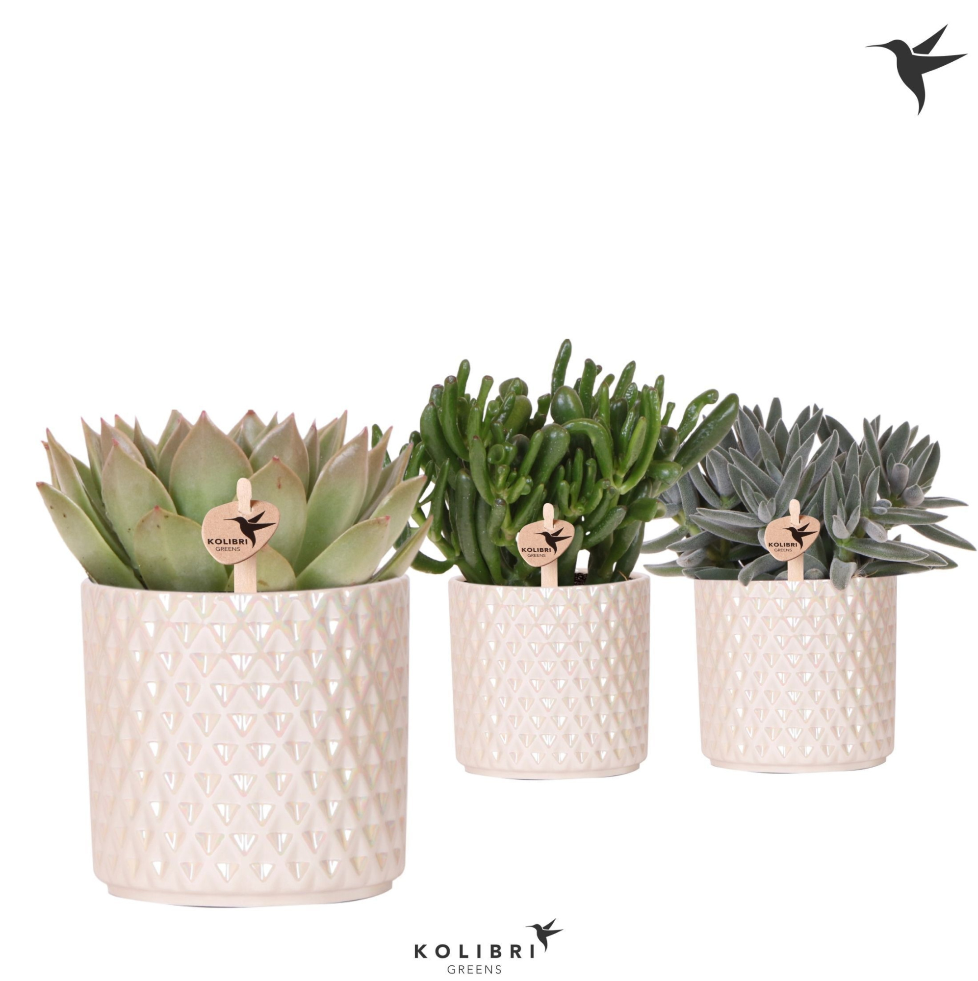 Kolibri Greens Succulenten mix in Diamond Pearl pot travertine, D 12 cm
