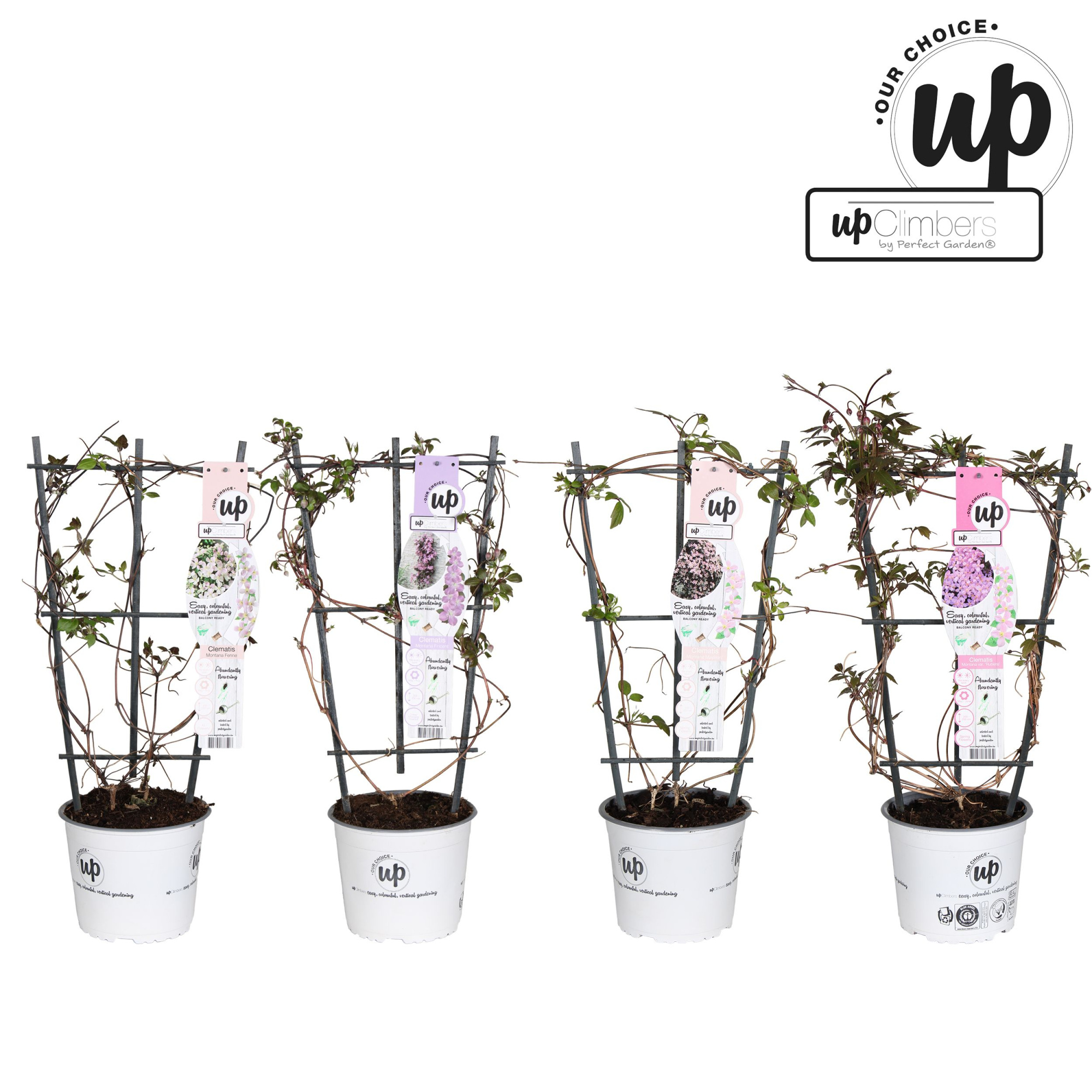 Clematis Montana Our Choice mix laag P19, D 19