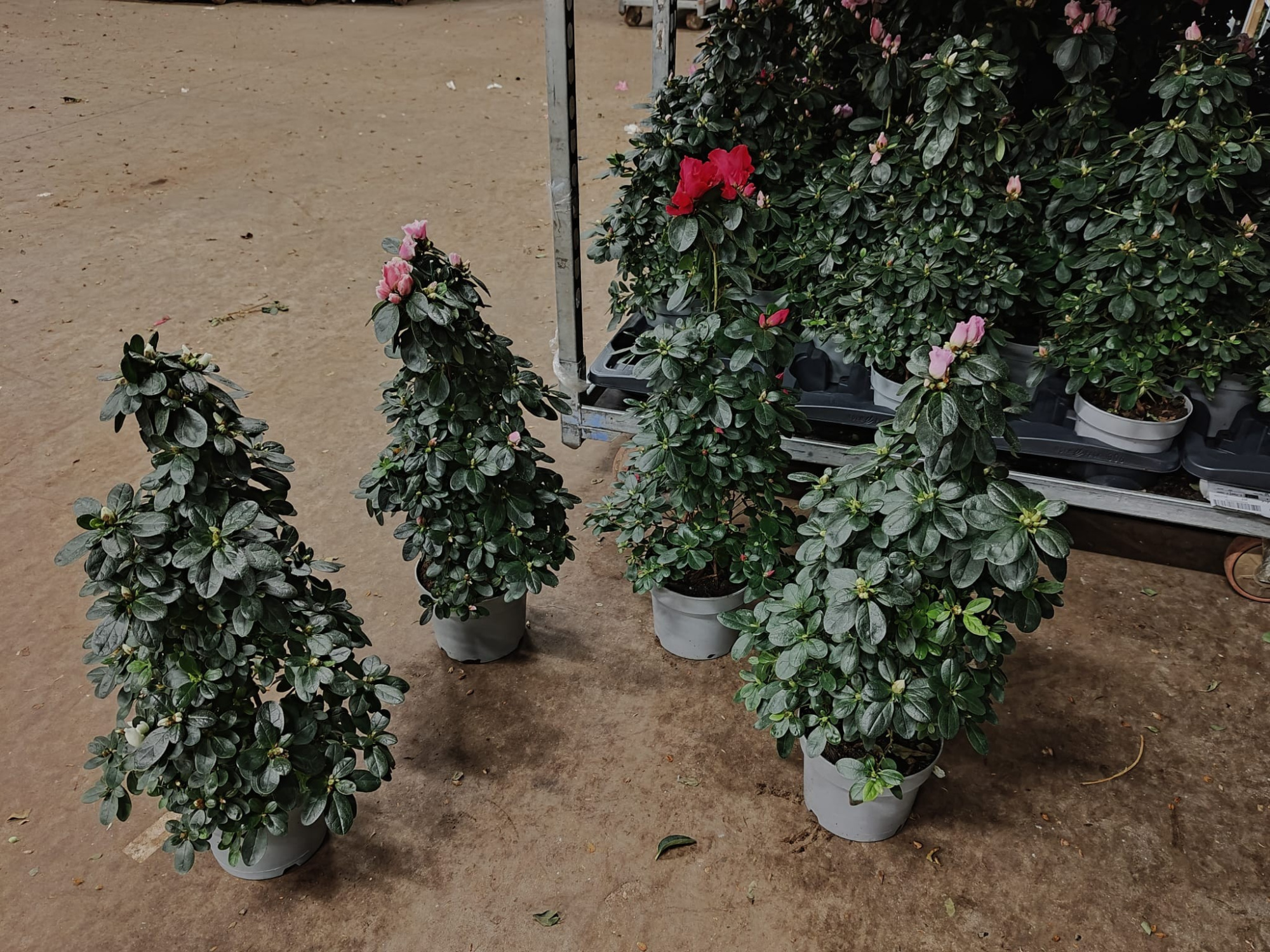 Azalea Flandresse® piramide 'gemengd' 65 cm A2, D 17