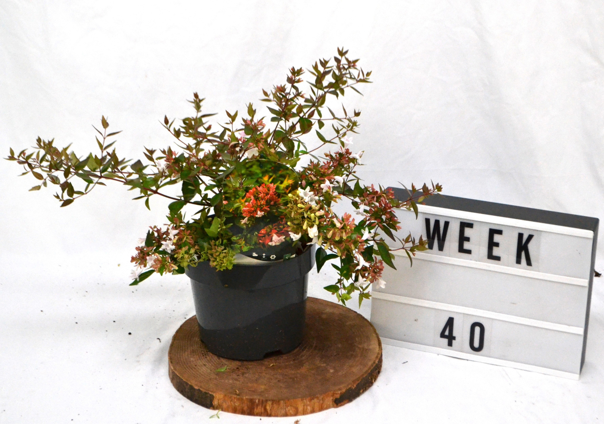 Abelia grandiflora C3, D 19 cm