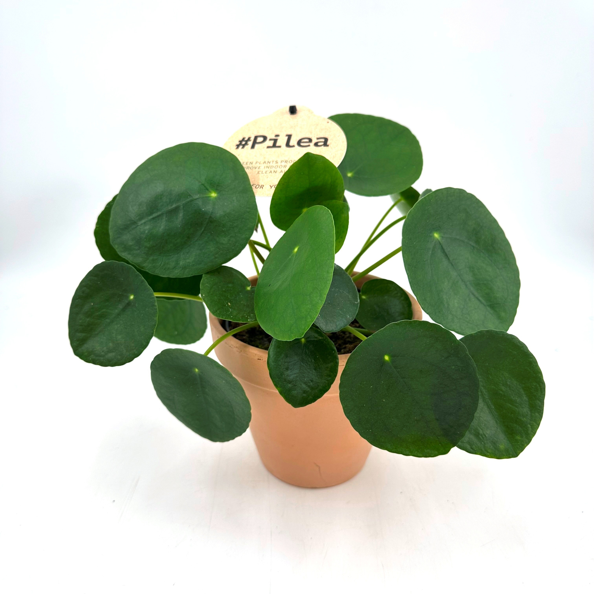 Pilea Peperomioides - w/claypot, D 13 cm
