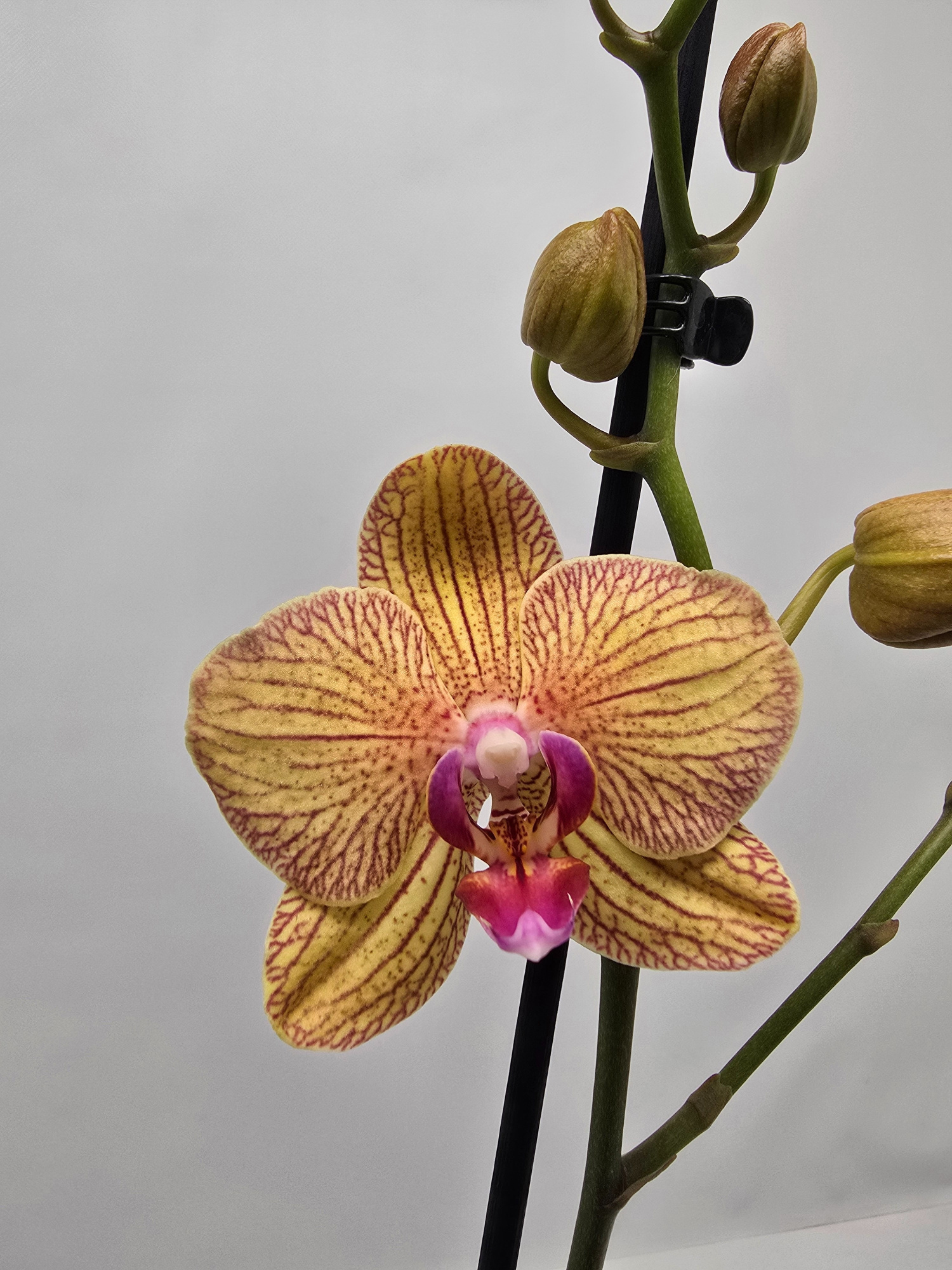 Limited 09 week 43, D 12 cm