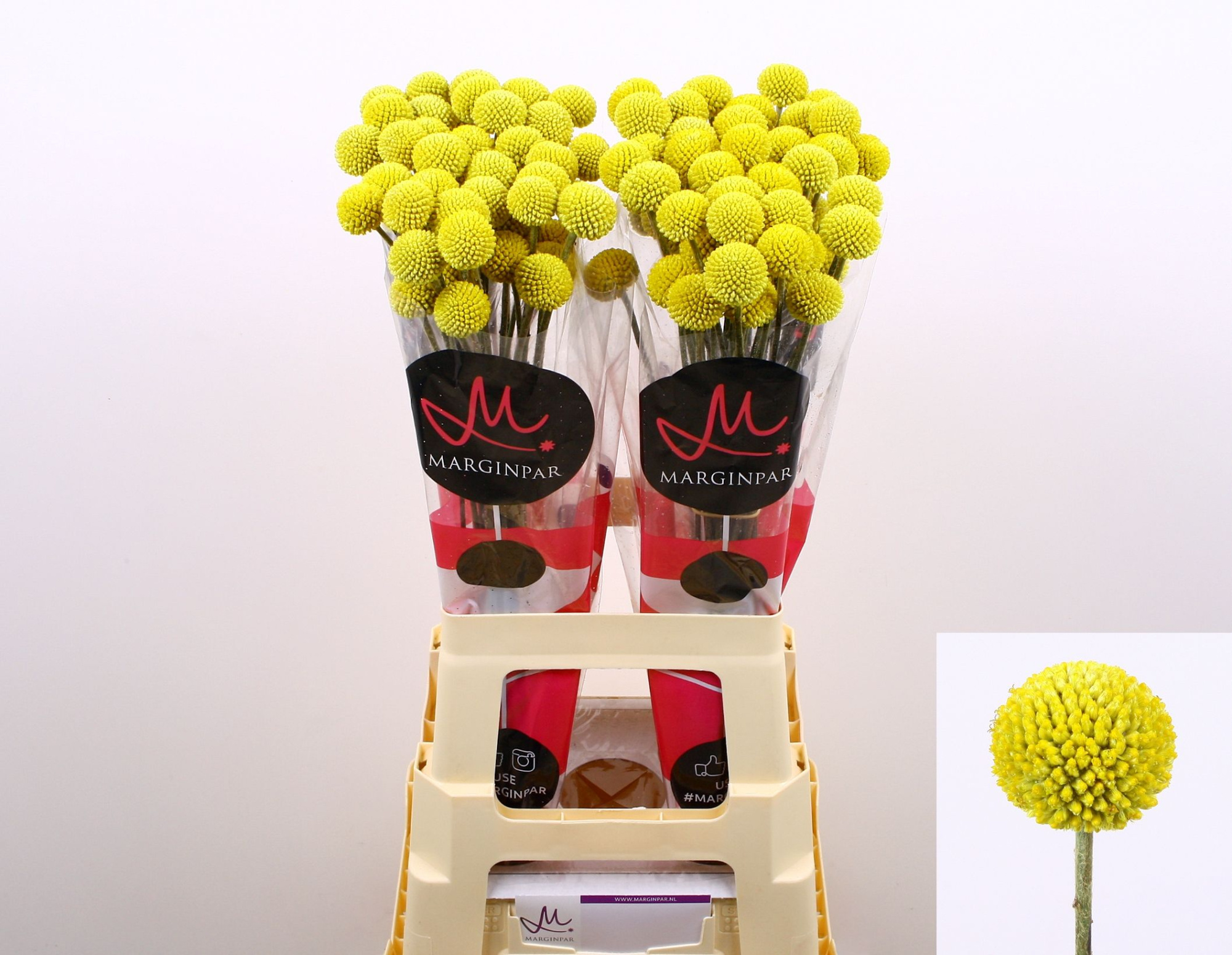 Краспедия Пейнтбол Поп 70, шт.