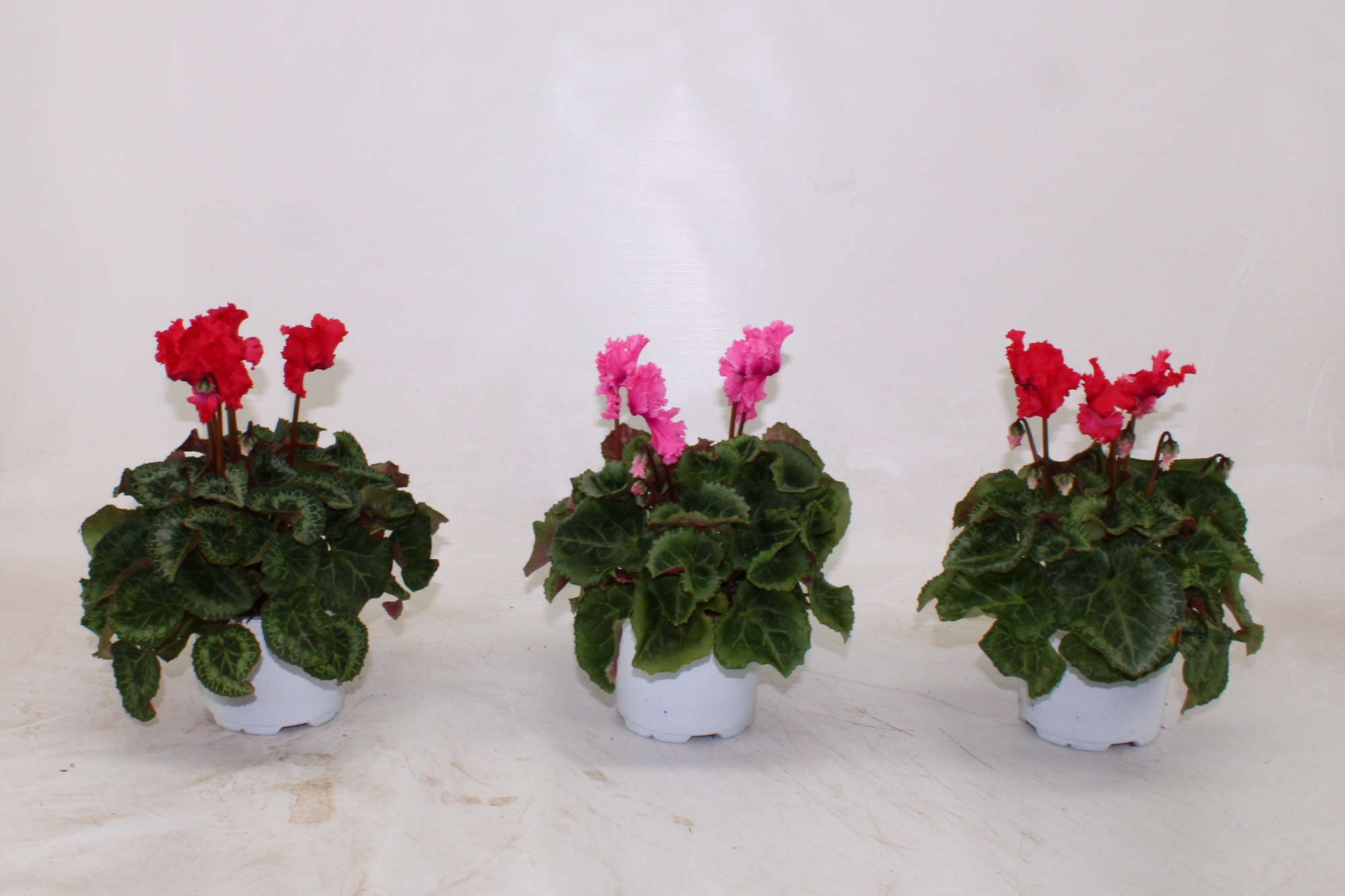 Cyclamen Crispino gemengd, D 12 cm