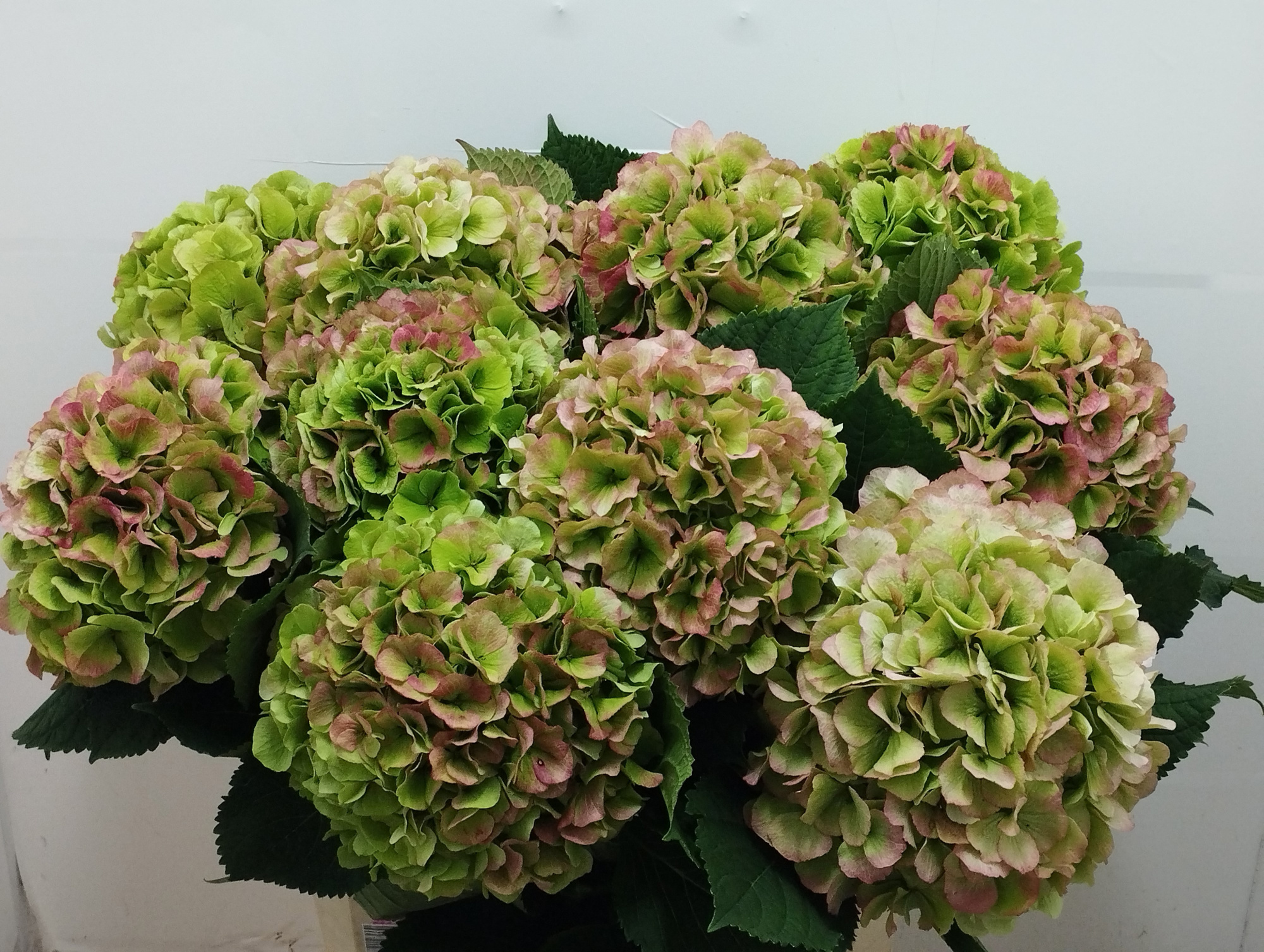 Гортензия Верена Классик 80, шт.