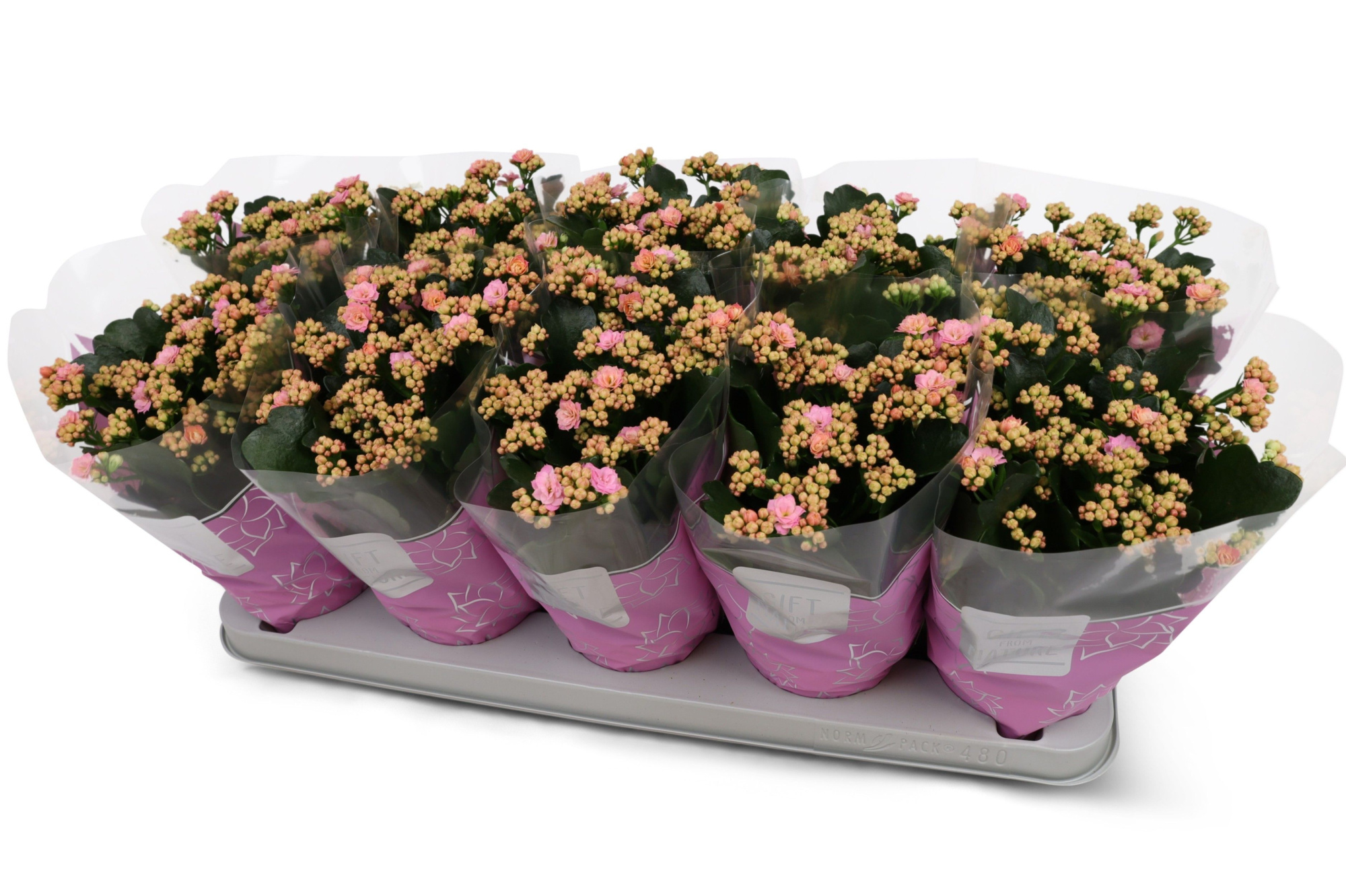 Kalanchoë Perfecta Pink GFN hoes, D 12 cm