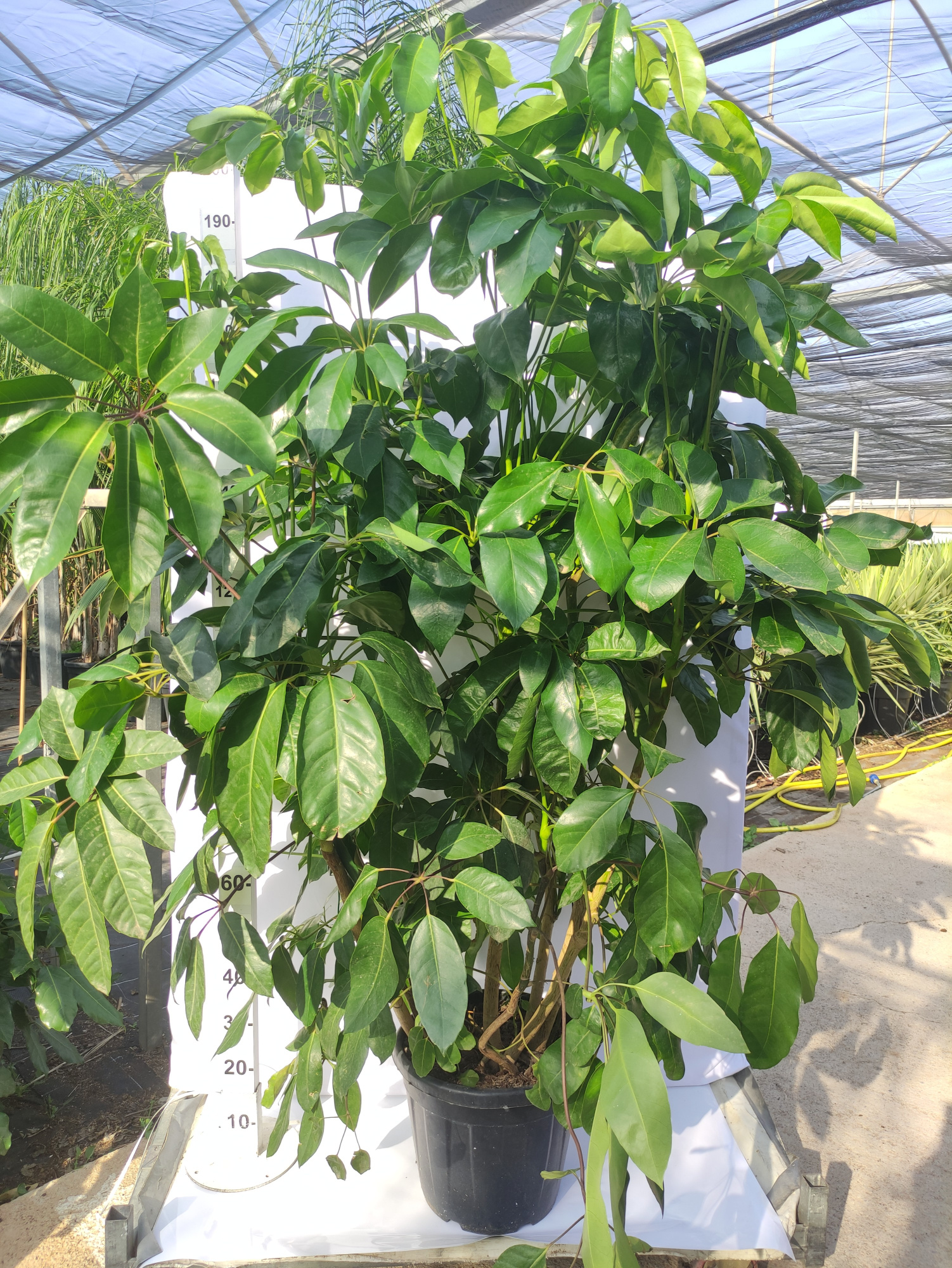 Schefflera actinophylla, D 40 cm