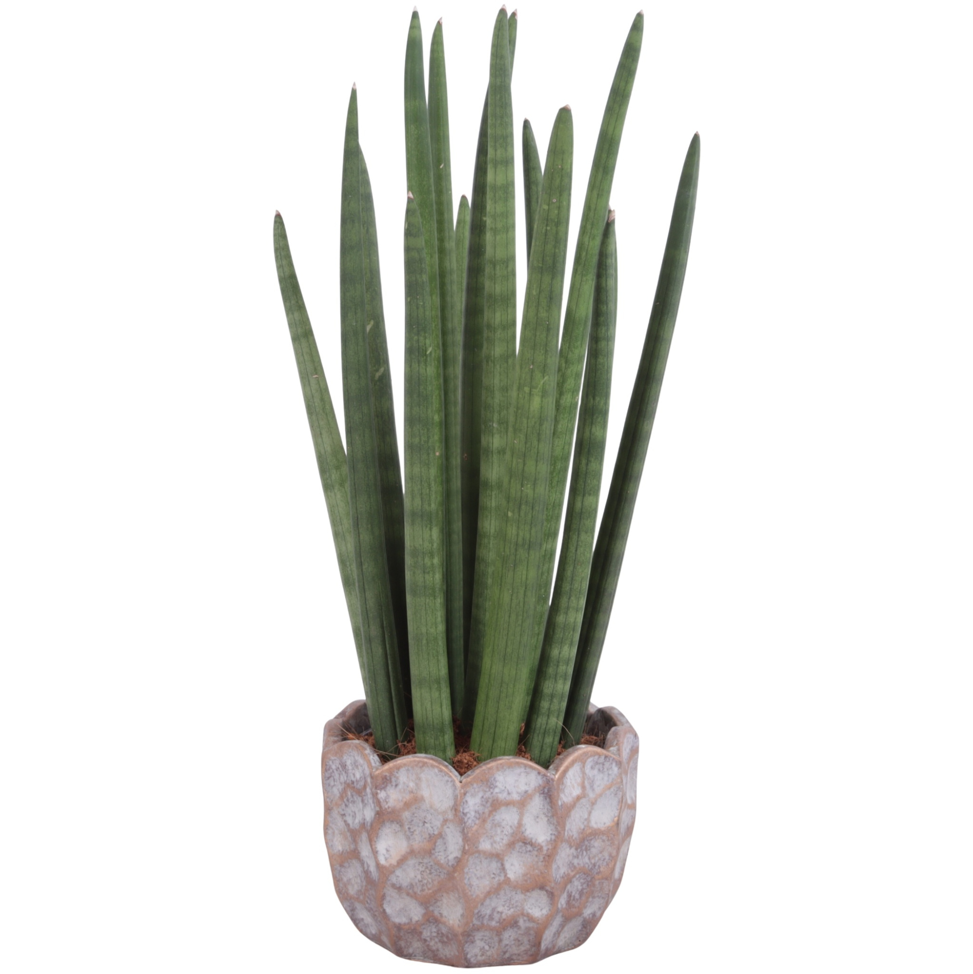 Sansevieria Cylin, Straight 14 Leaf Ø15cm in Ø18cm Ceramic PL670, D 18