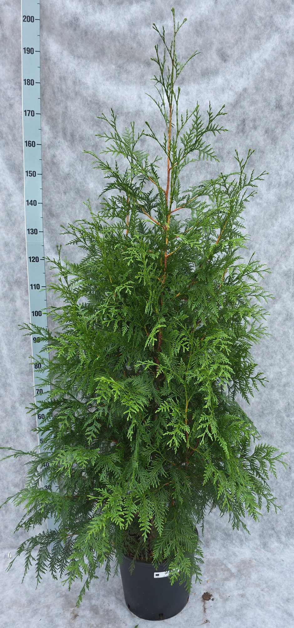 Thuja pl. Excelsa 190, D 31 cm
