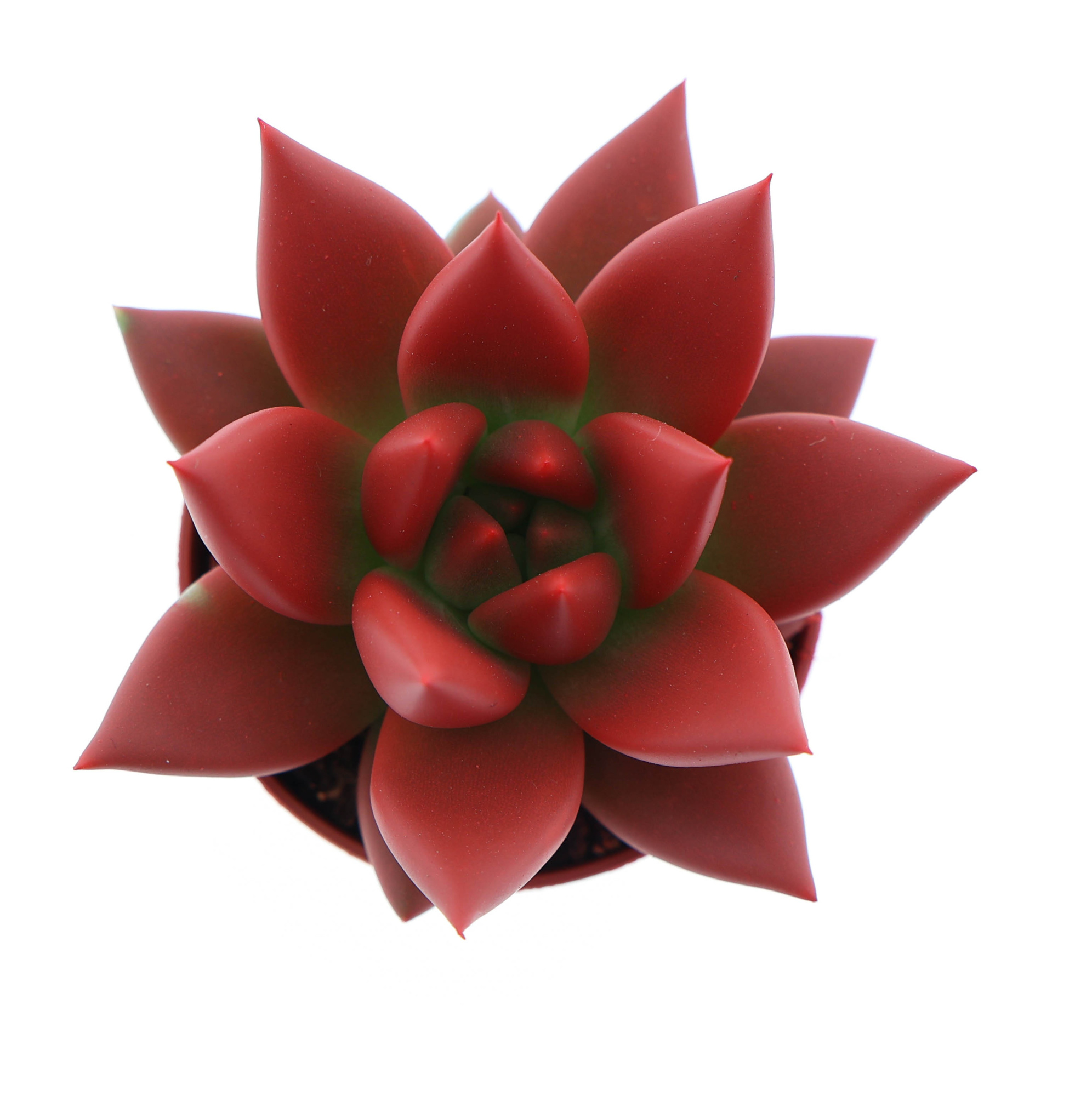 Rainbow red, D 5,5 cm