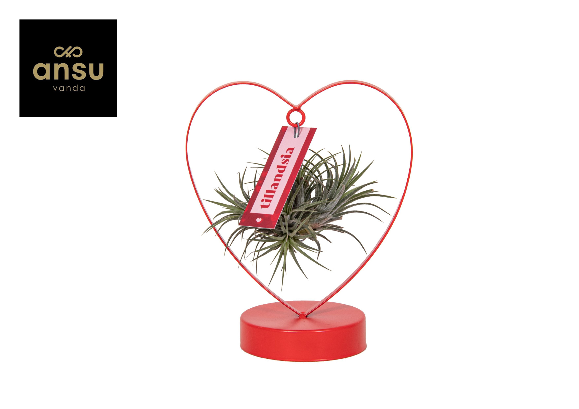 Tillandsia Love Edition, D 10,5 cm