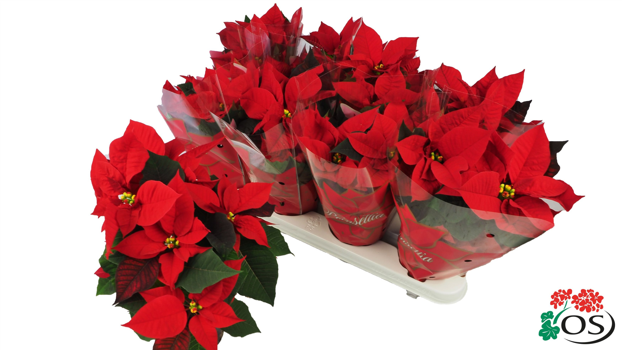 Euphorbia Mirage red vertakt met hoes, D 11 cm