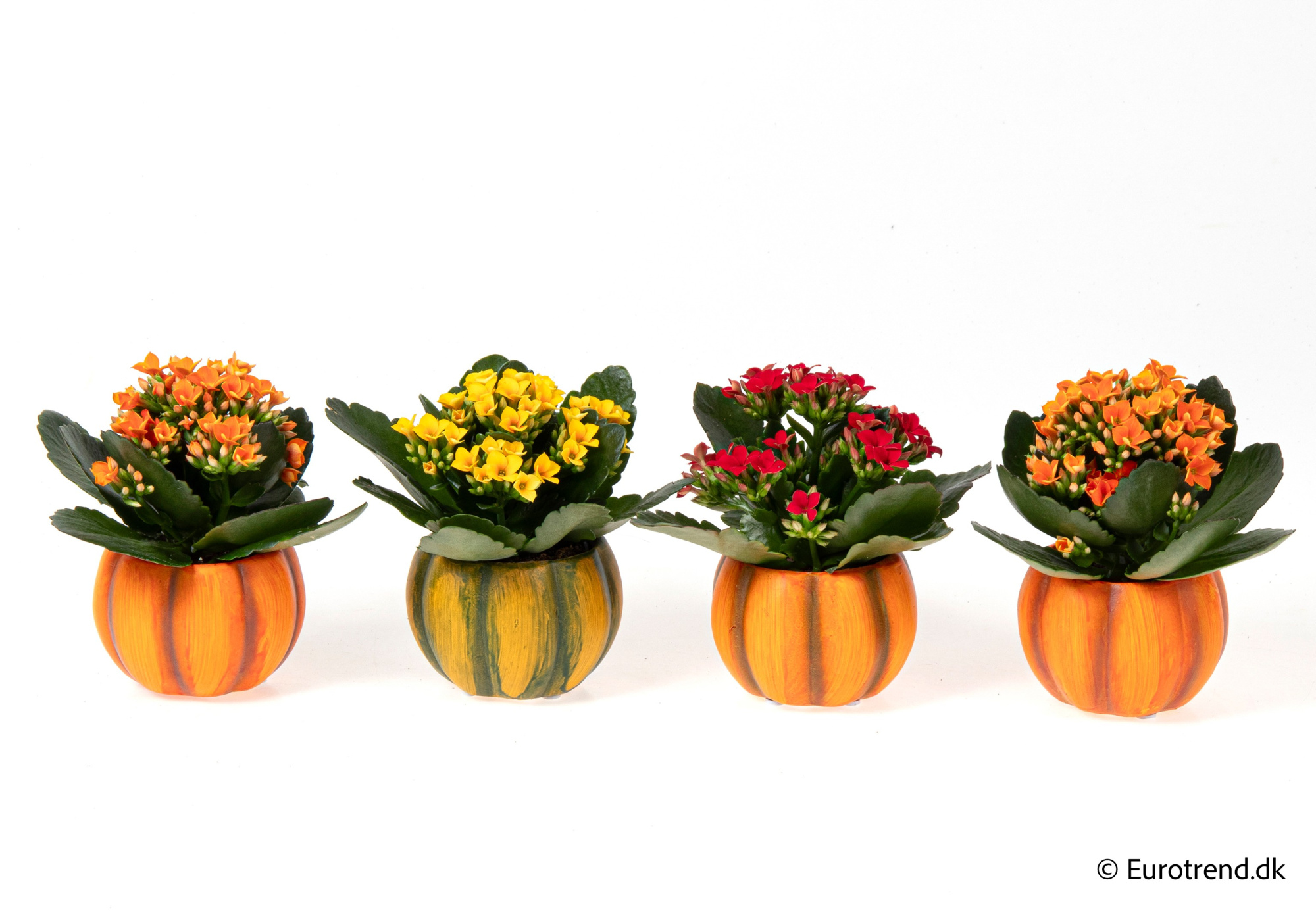 Kalanchoe in Halloween ceramic 2025, D 6 cm