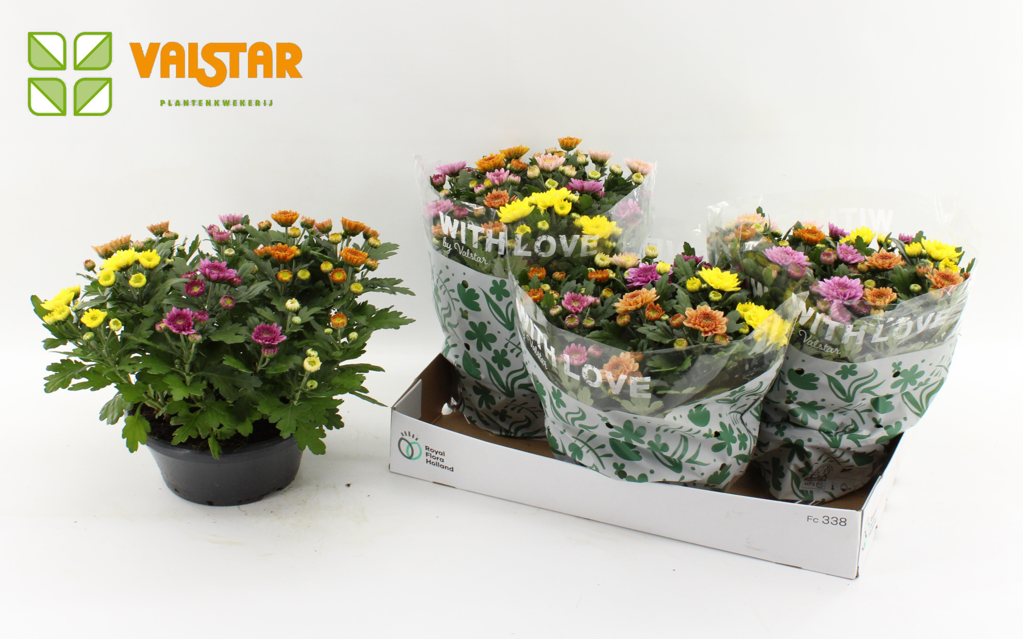 Chrysanthemum, 23 cm ELIXER With Love by Valstar Carnaval, D 23