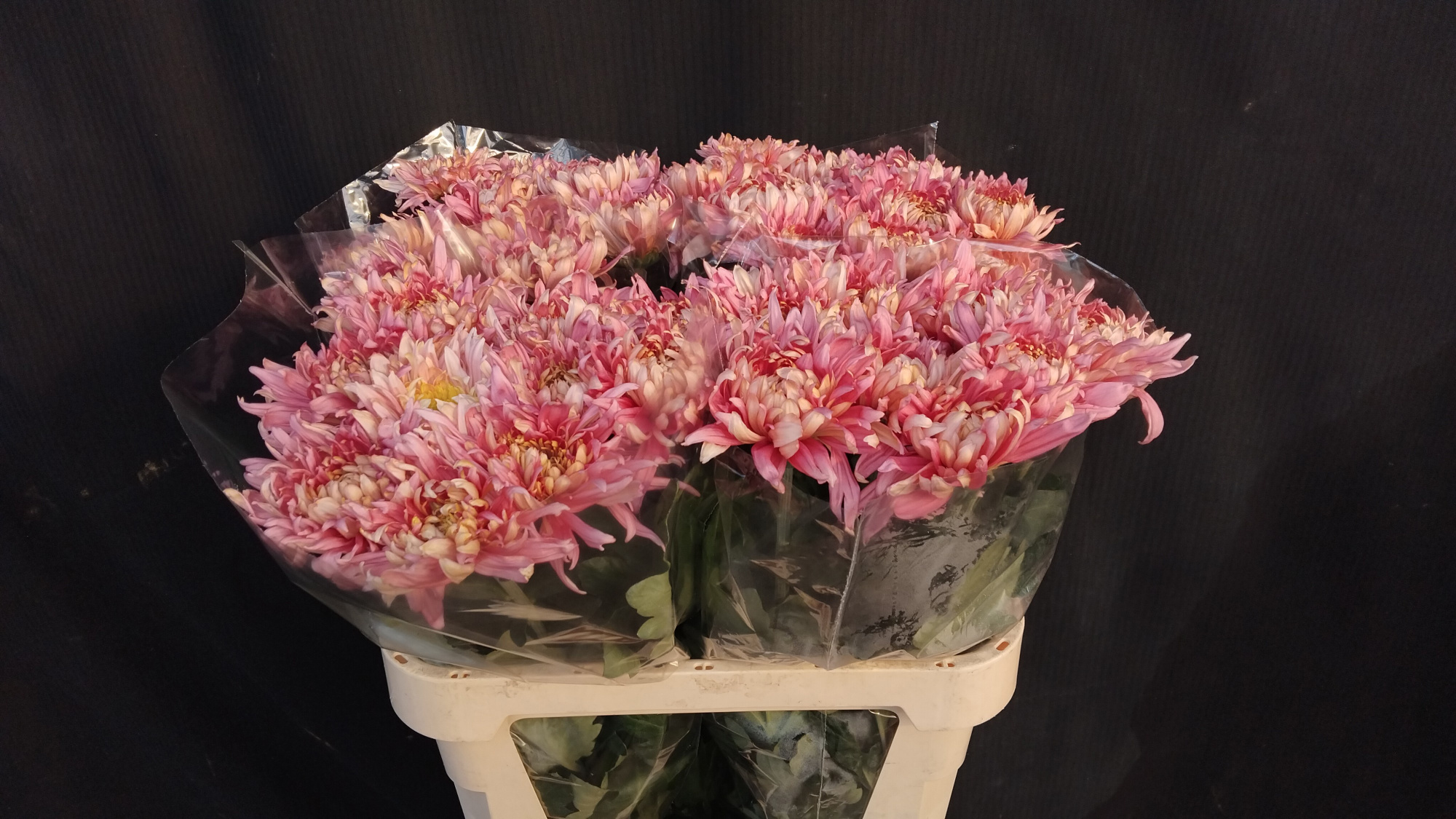 Хризантема од. Авиньон 80, шт.