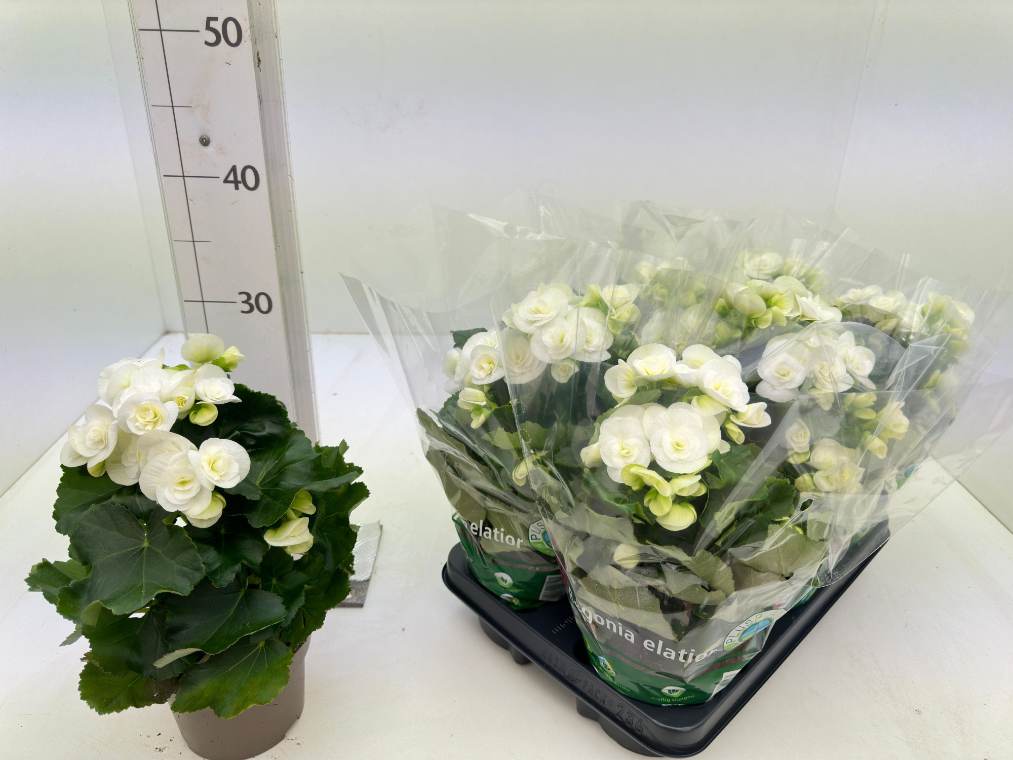 Begonia elatior T13 Weiß, D 13