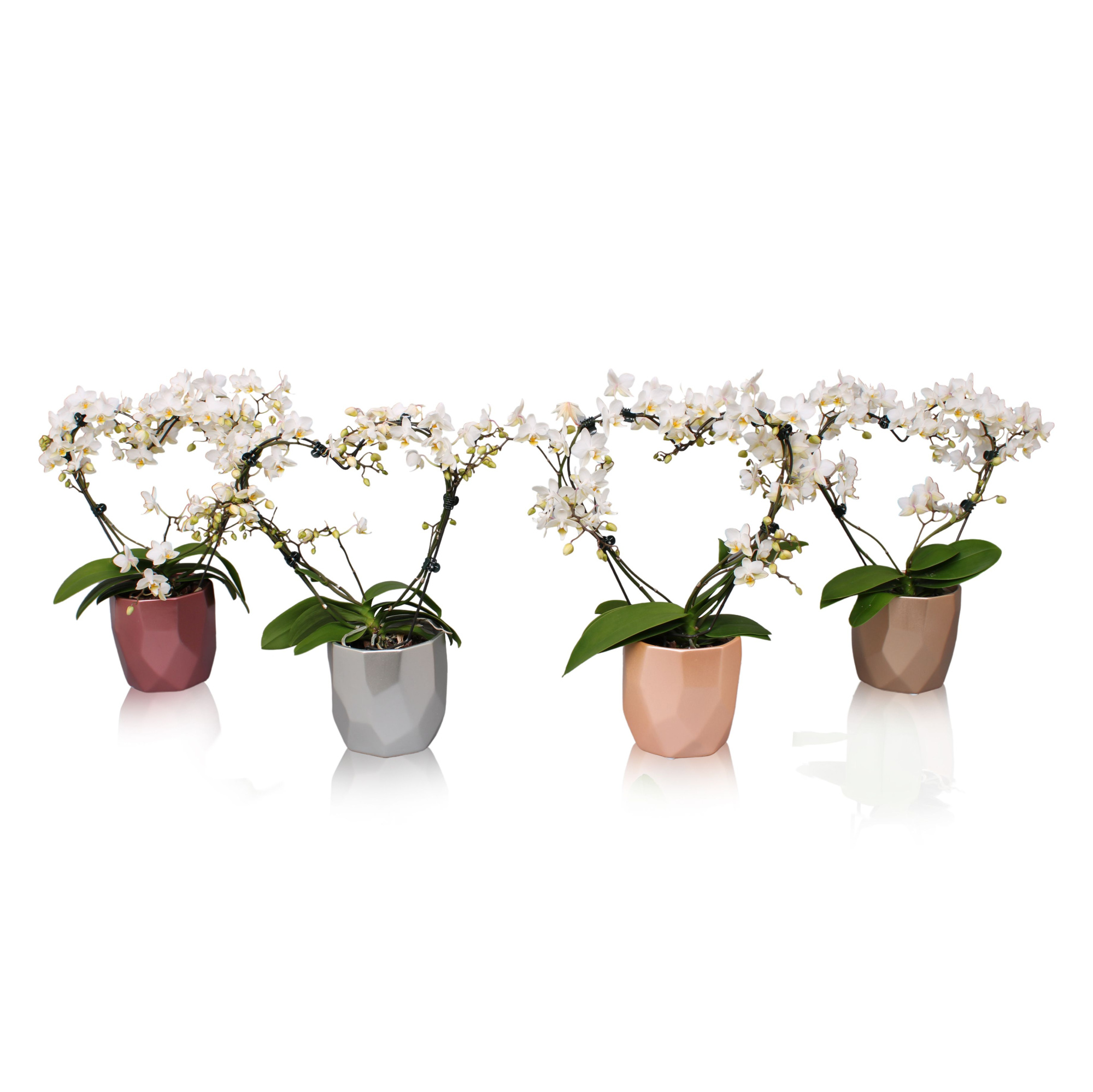 Phal. Multi vorm wit "Blossoming Heart" in BGC969 Vlakkenpot, D 12