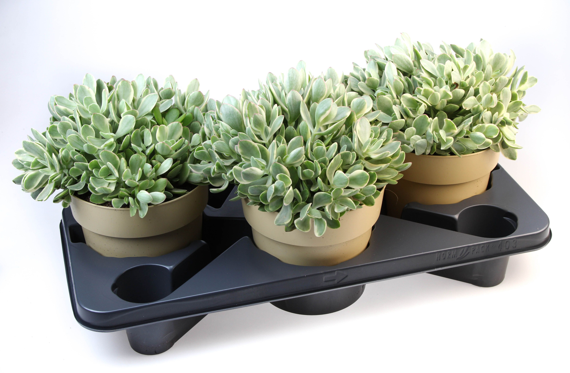 Crassula Moneymaker, D 17 cm