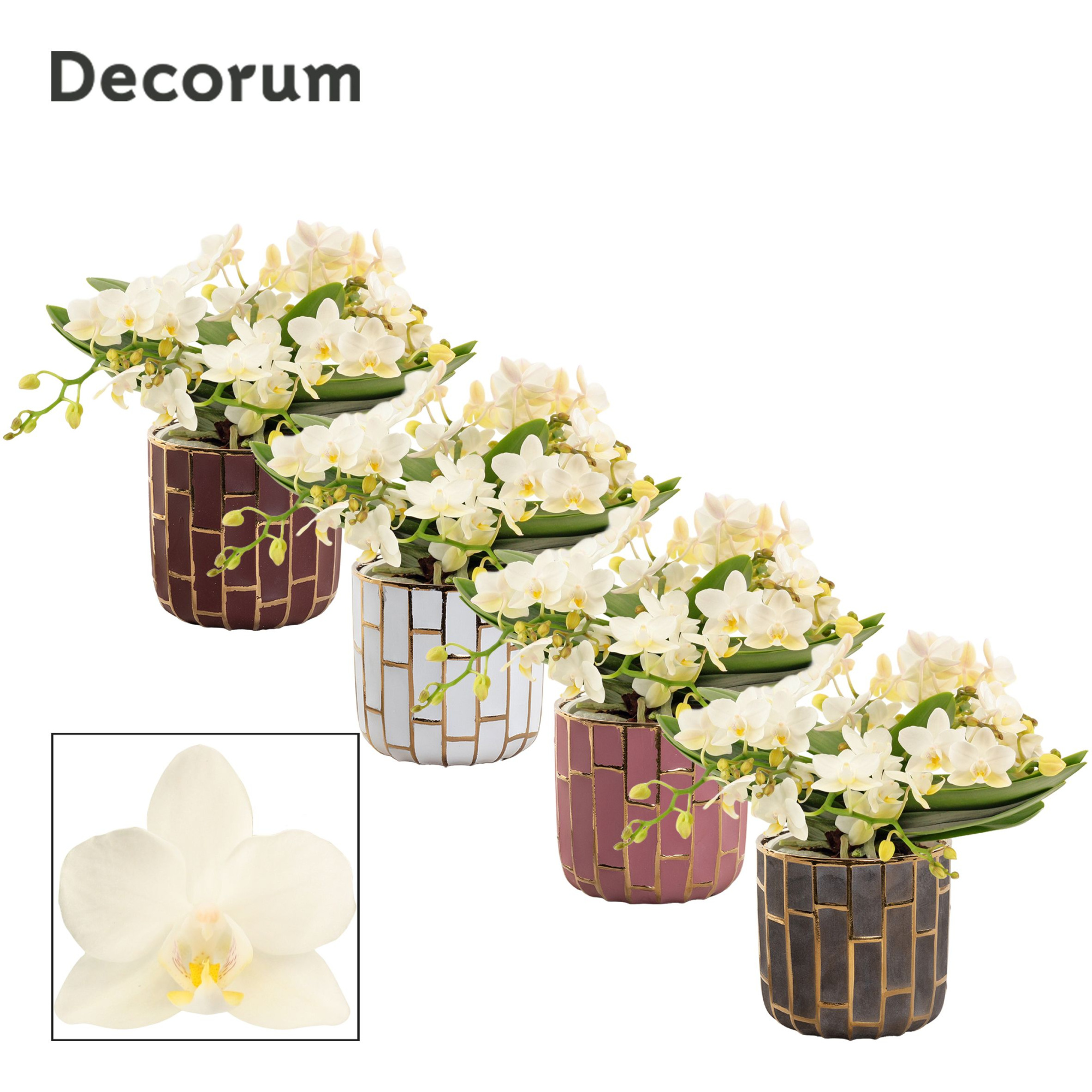 Phalaenopsis table Whitney 4+ tak in Pascalle (Luxury world-coll, D 12 cm