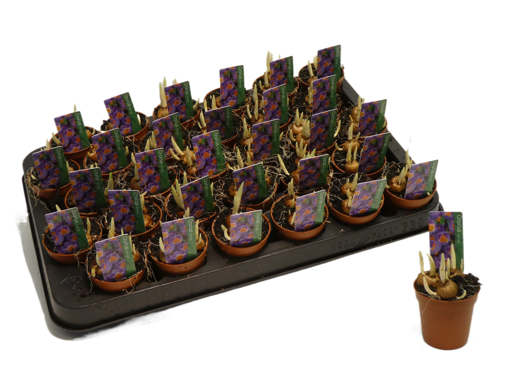 Crocus tricolor, D 5